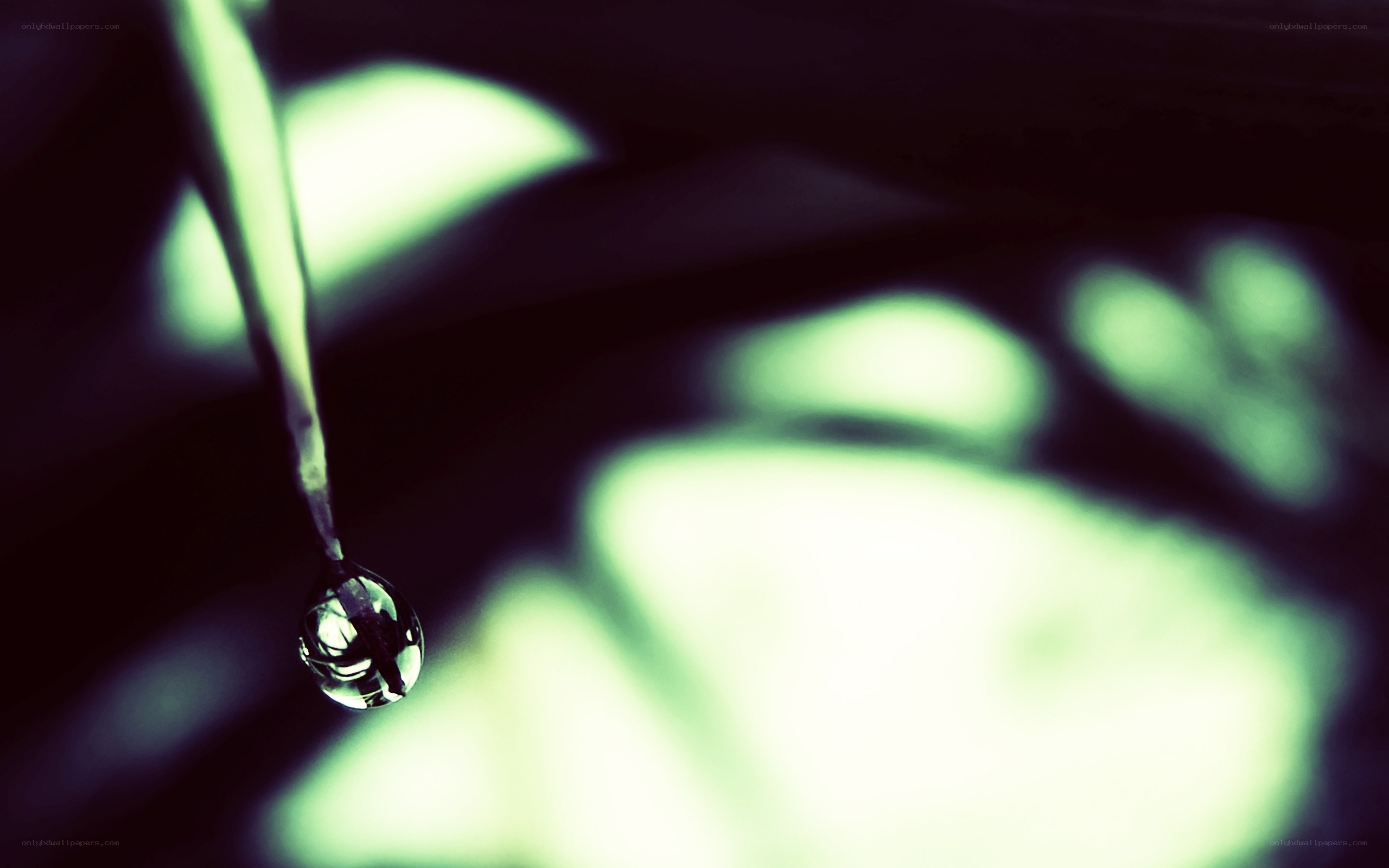 Water droplet on a leaf