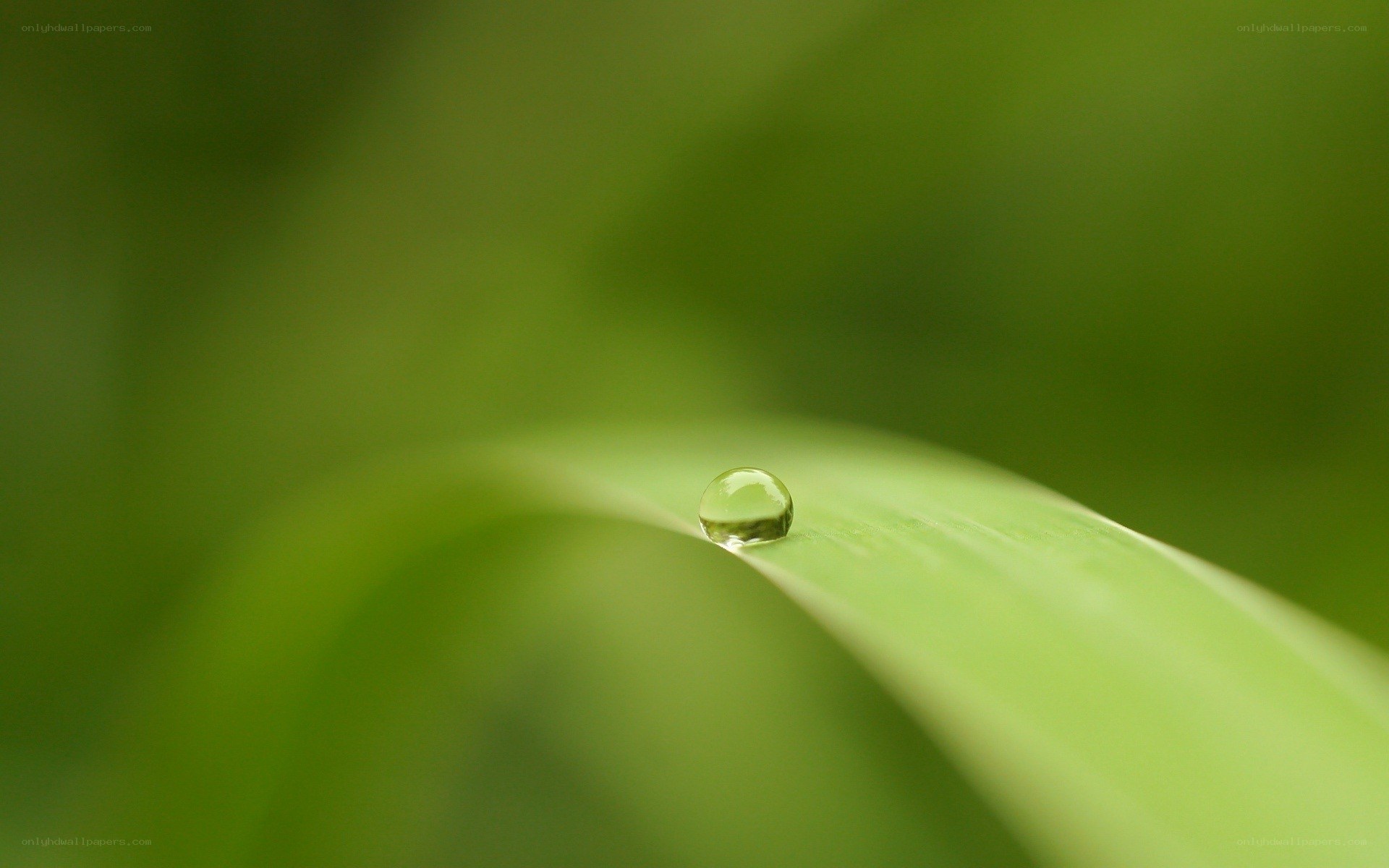 Water droplet on a leaf