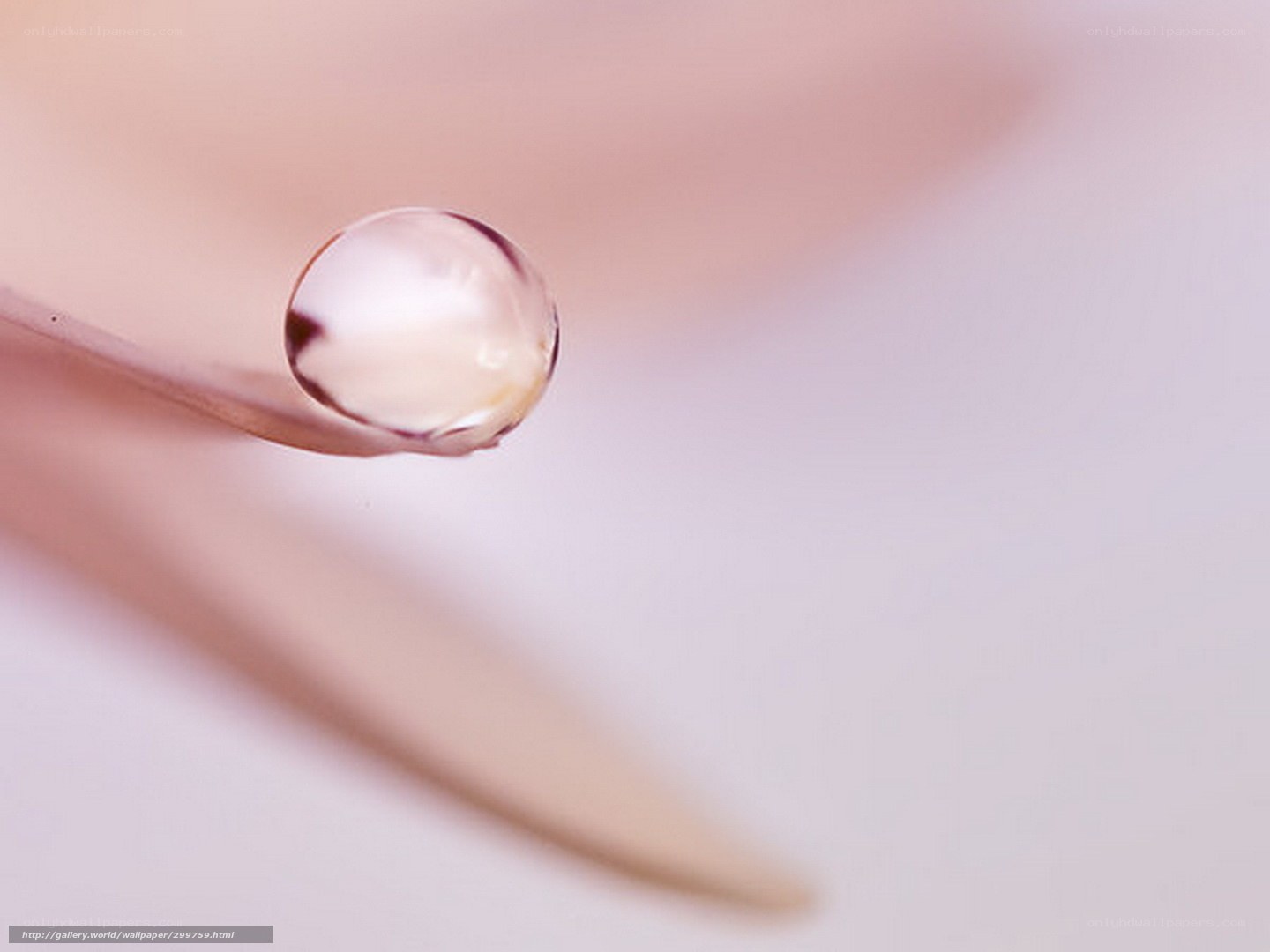 Water droplet on a leaf