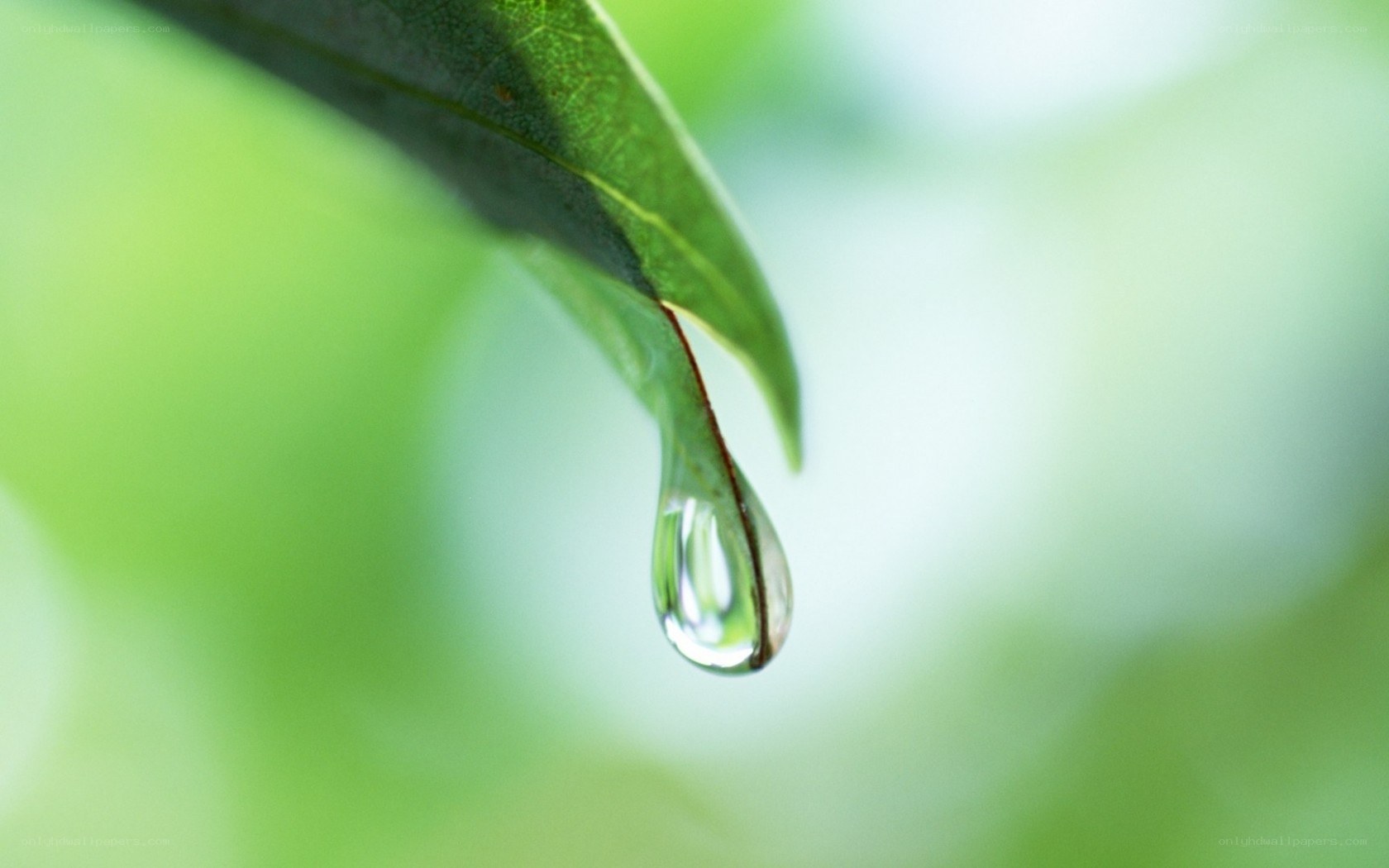 Water droplet on a leaf