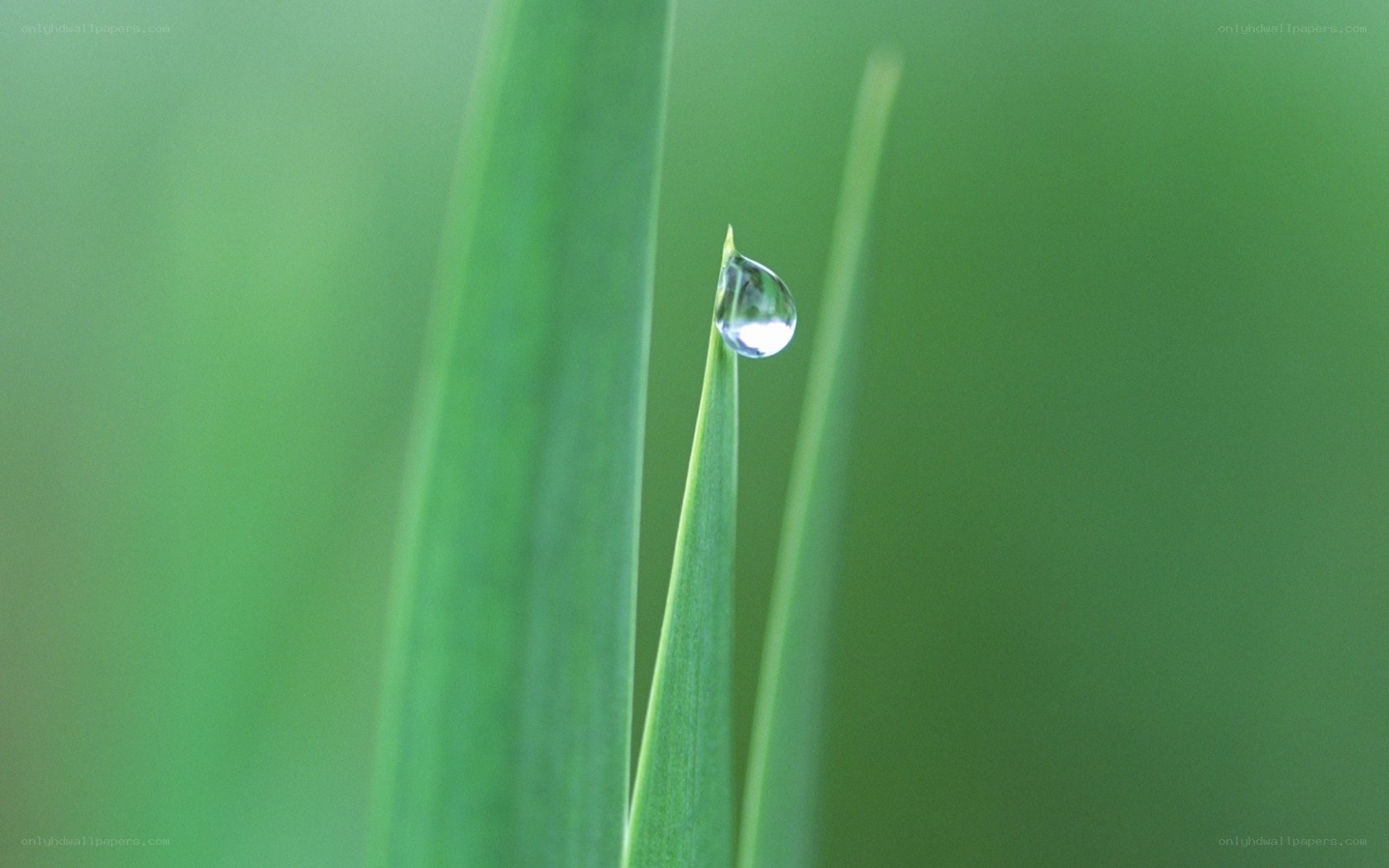 Water droplet on a leaf