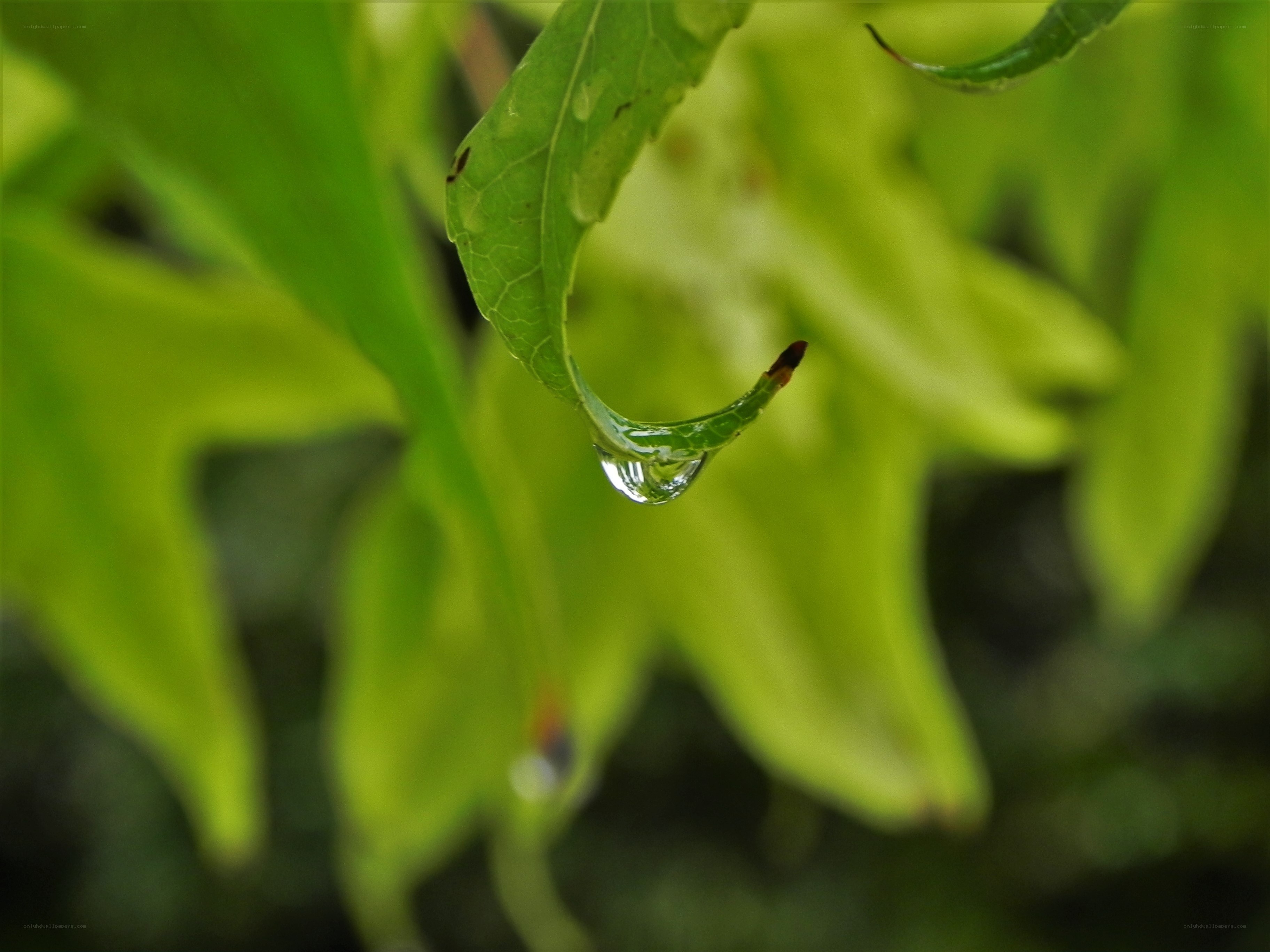 Water droplet on a leaf