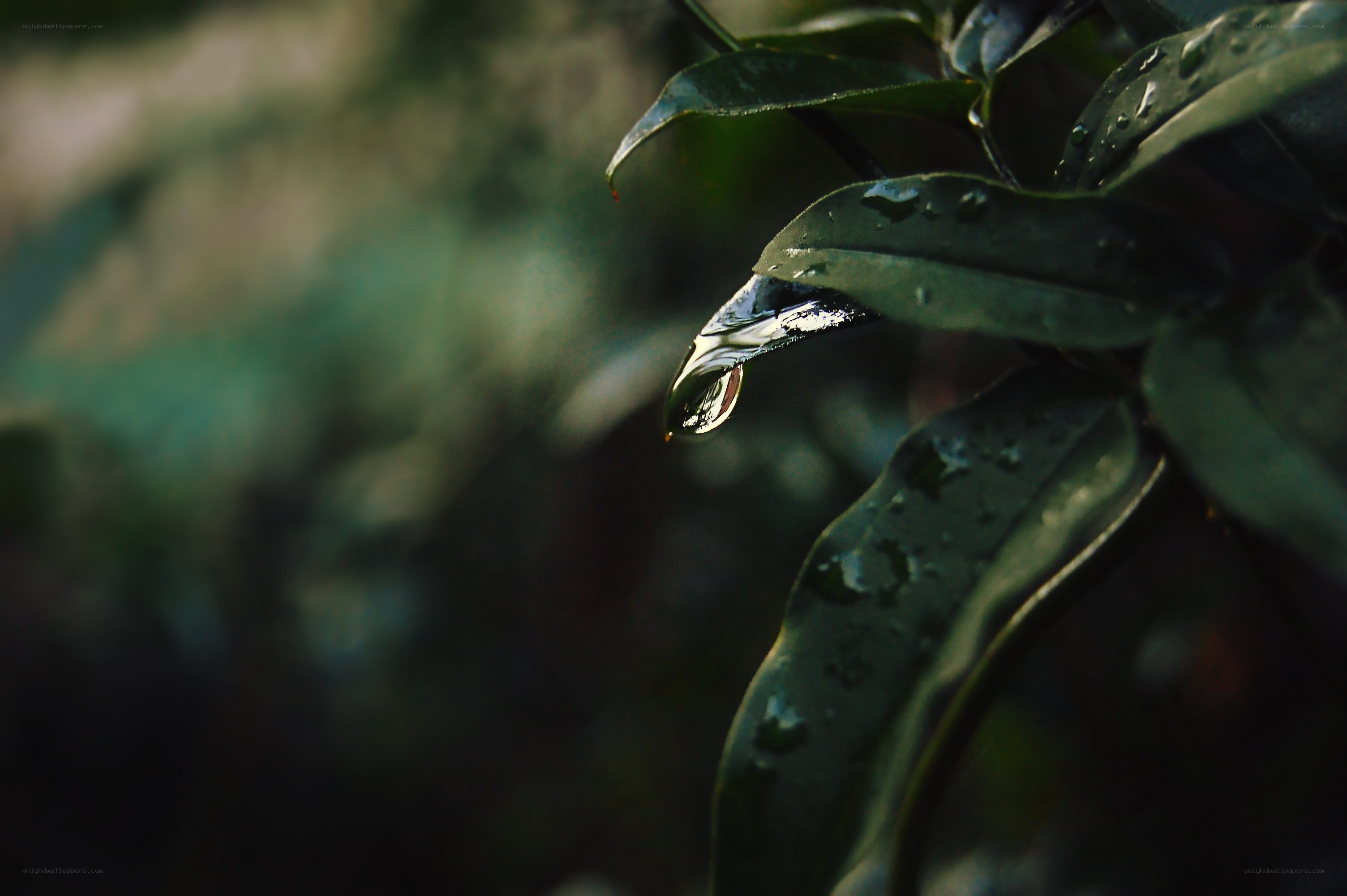 Water droplet on a leaf