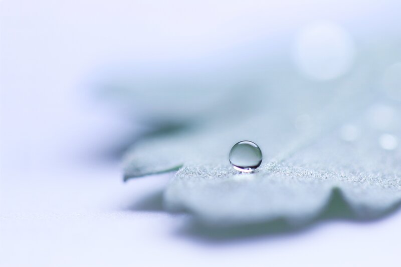 Water droplet on a leaf