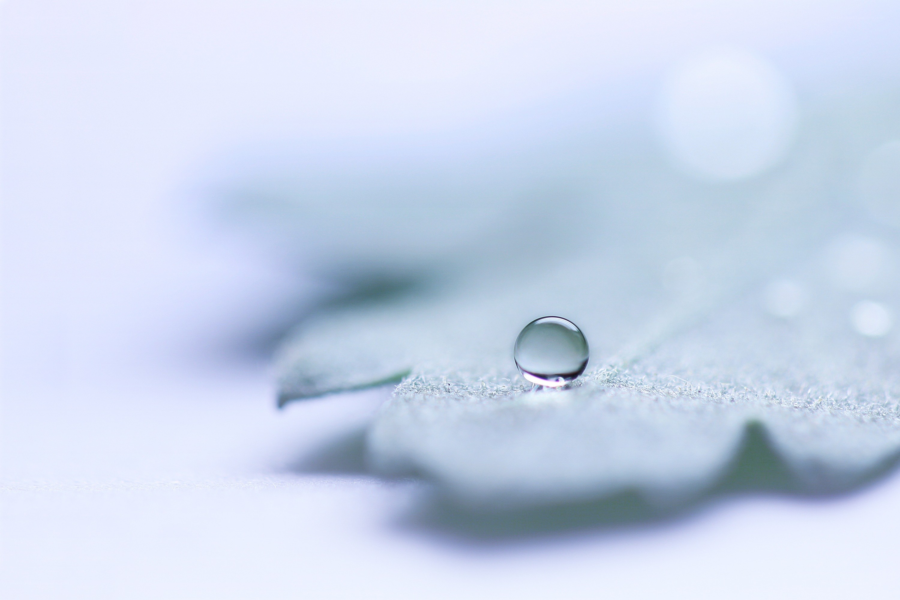 Water droplet on a leaf
