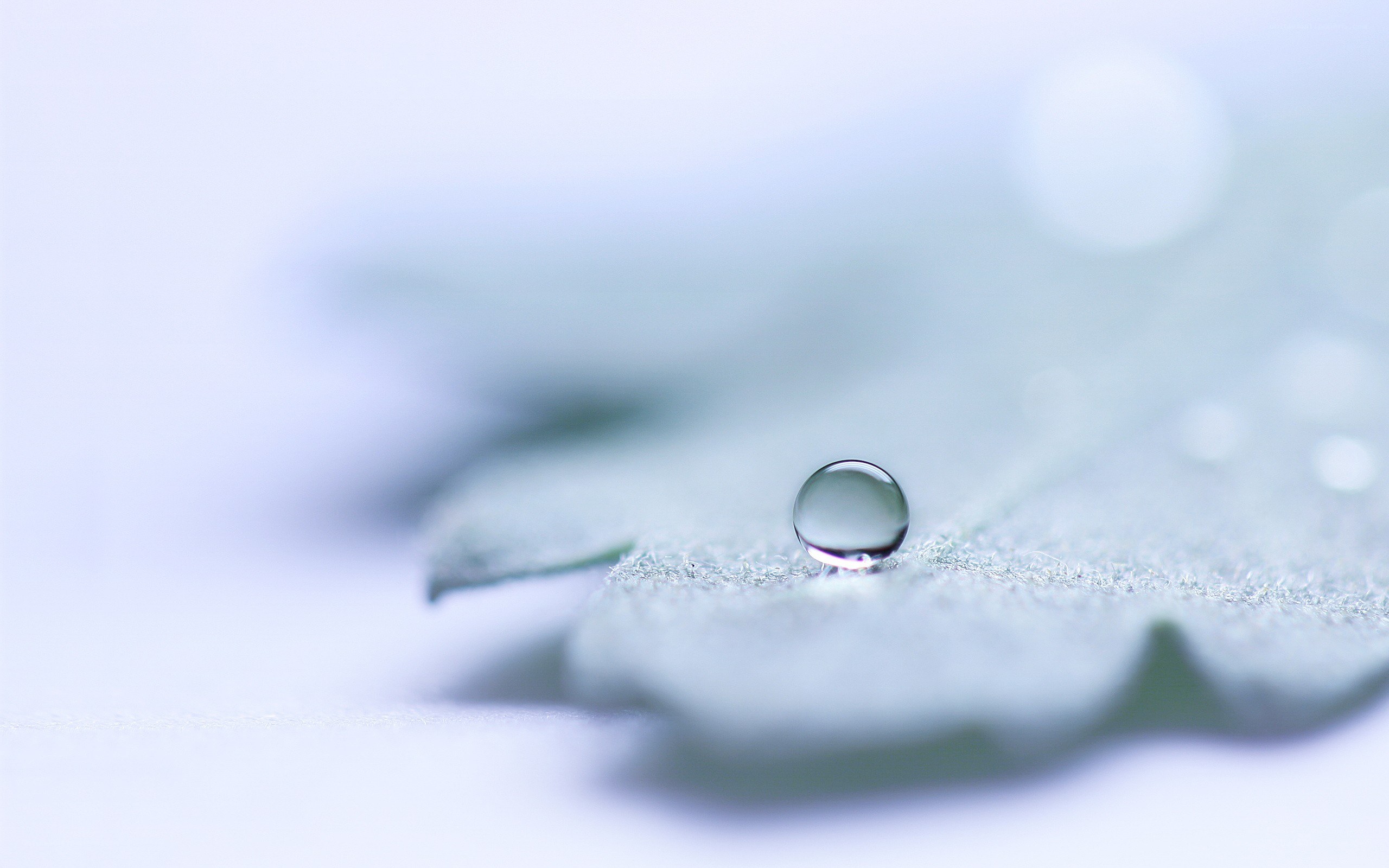 Water droplet on a leaf