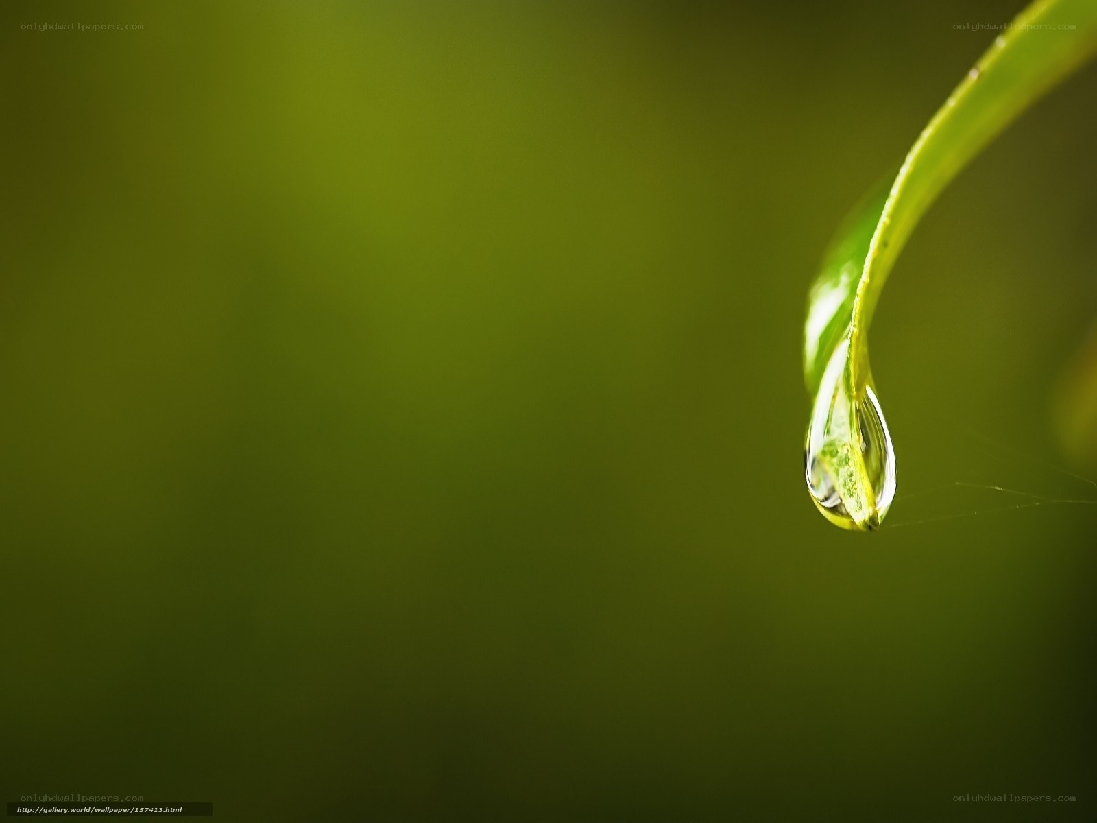 Water droplet on a leaf