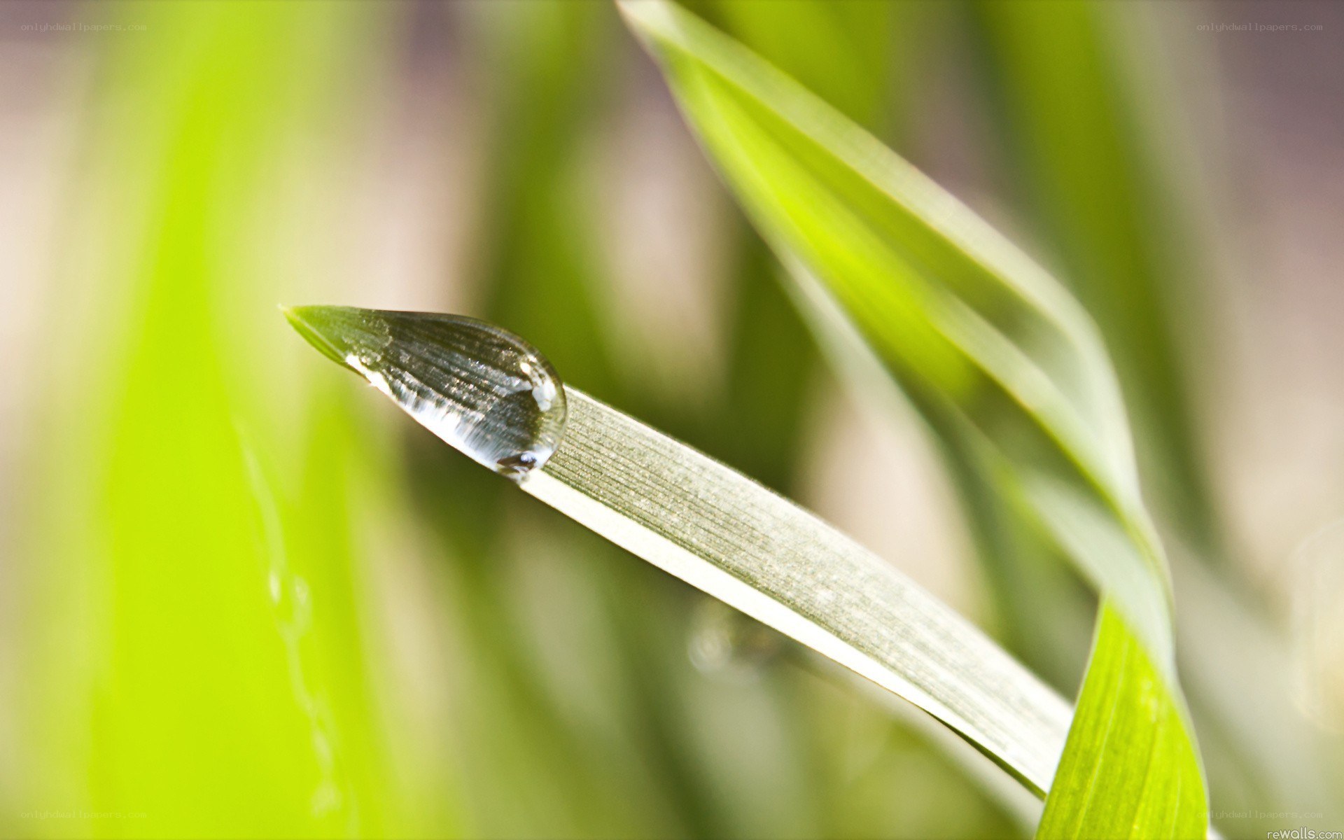 Water droplet on a leaf