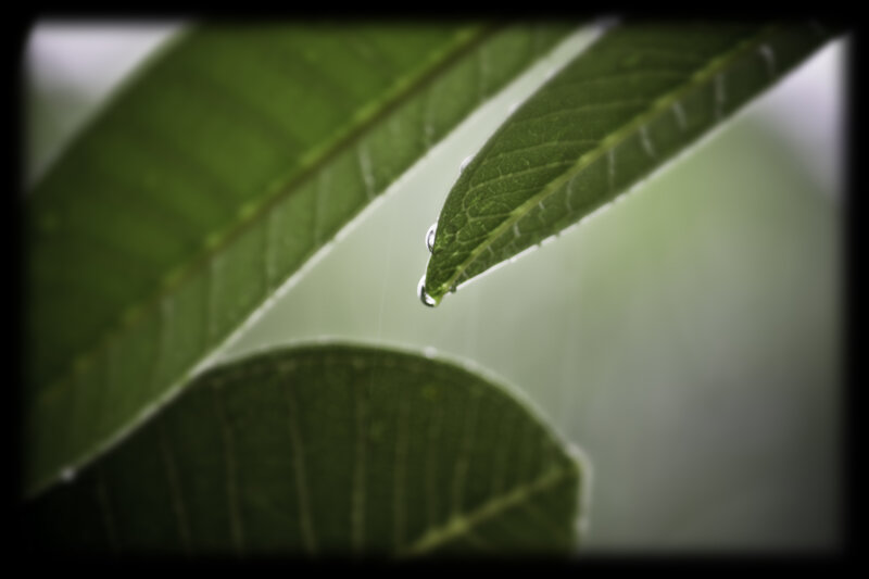 Water droplet on a leaf