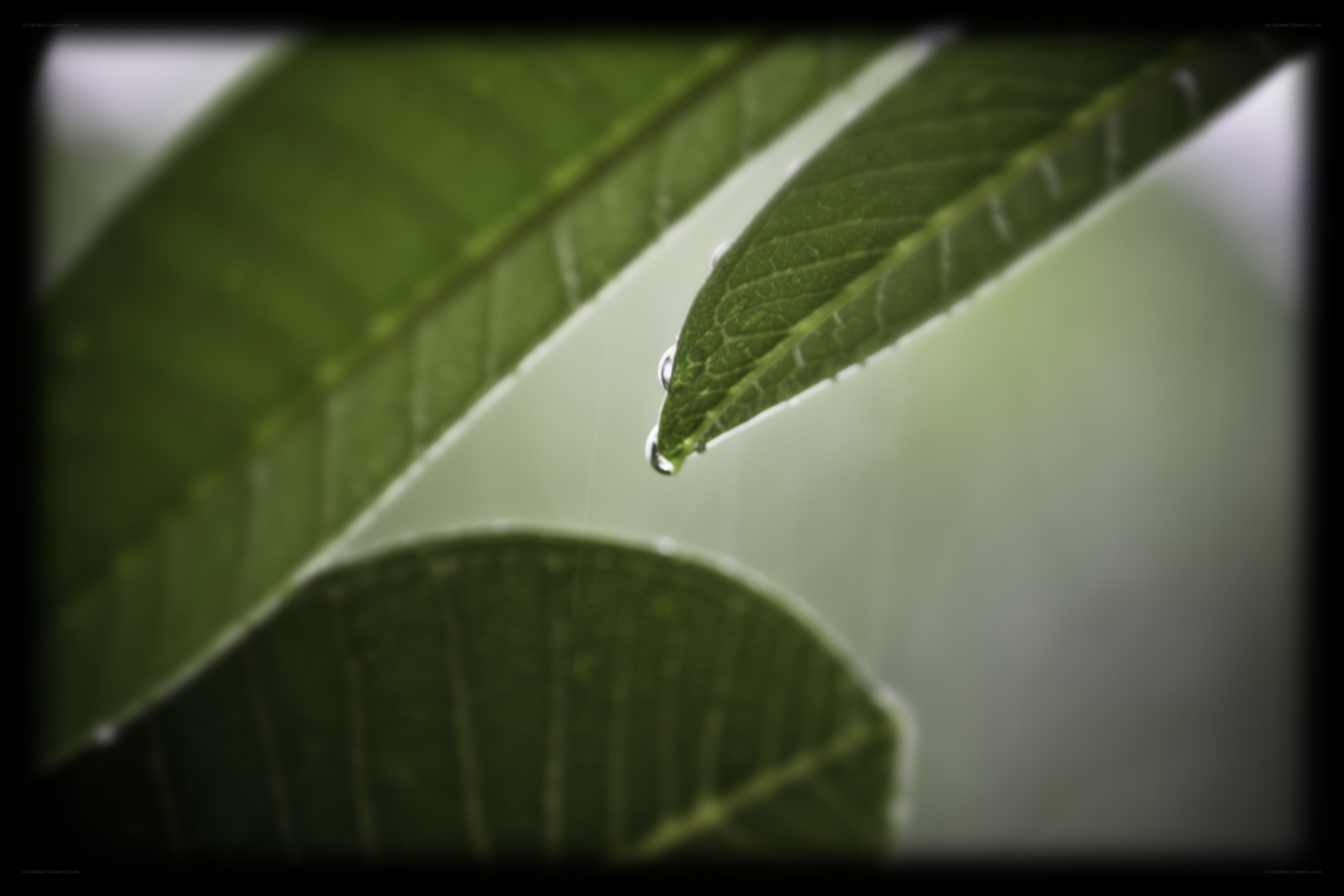 Water droplet on a leaf