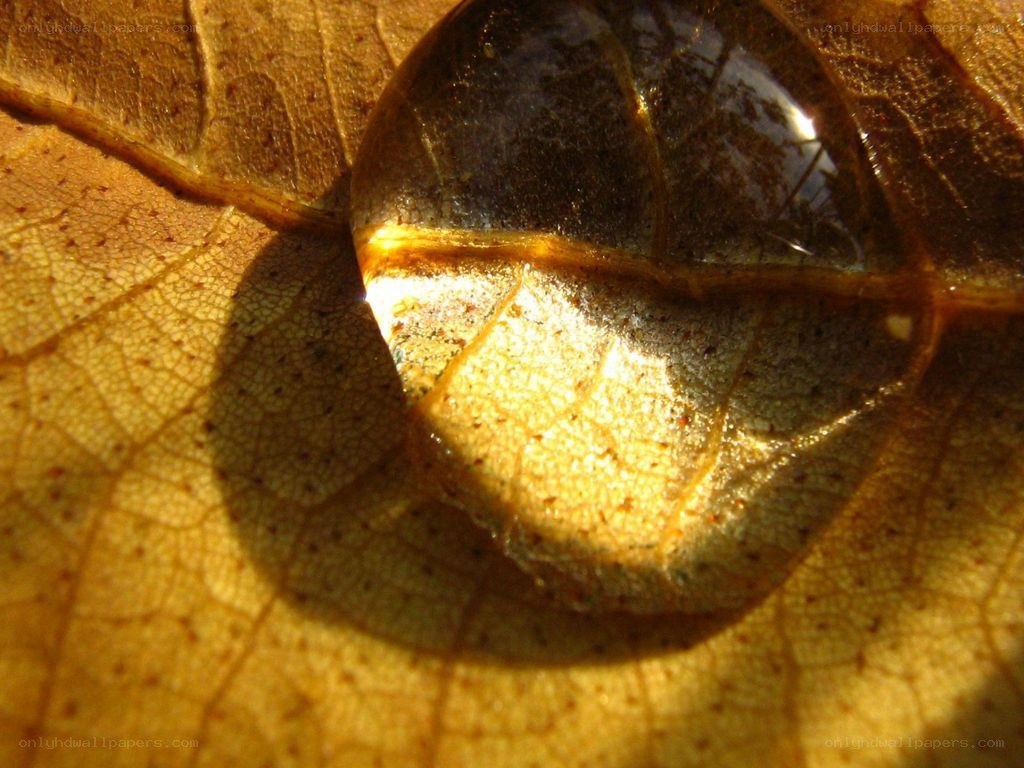 Water droplet on a leaf