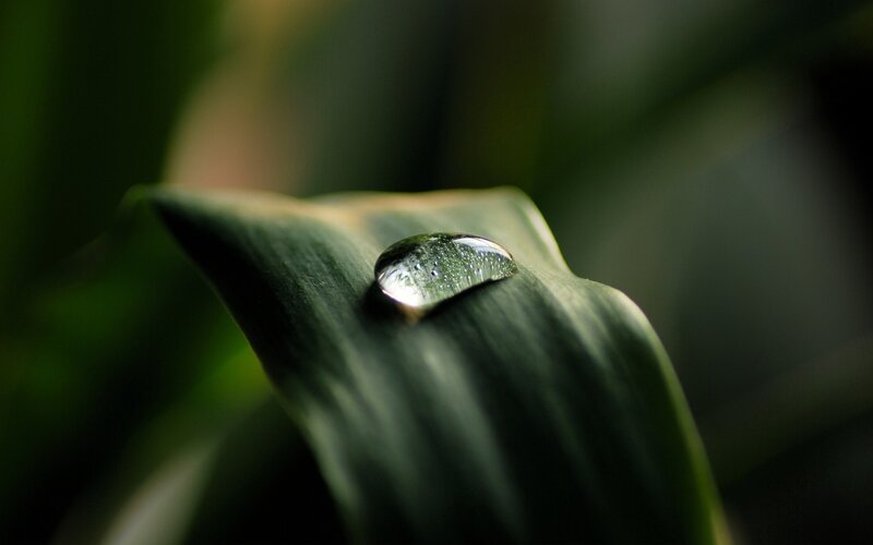 Water droplet on a leaf