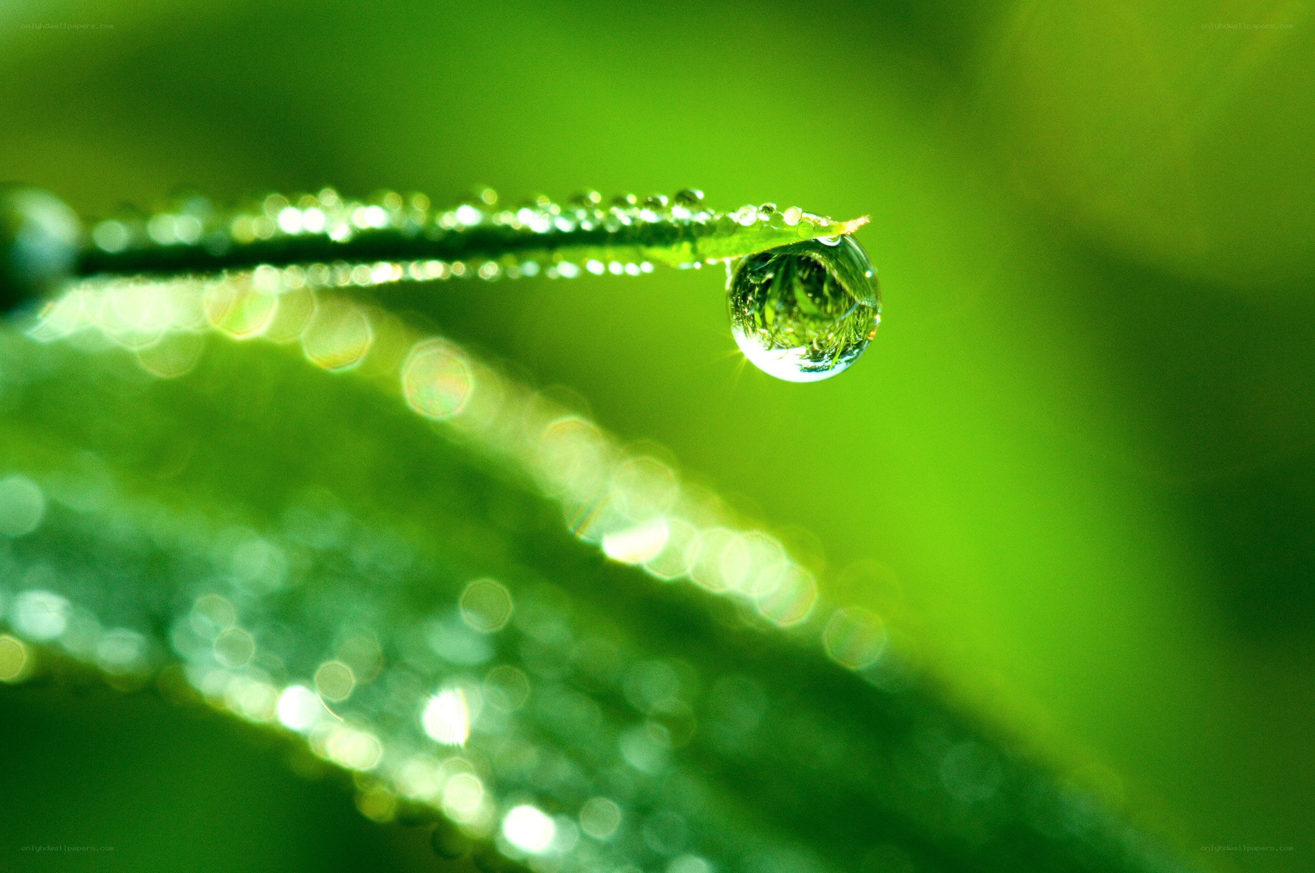 Water droplet on a leaf