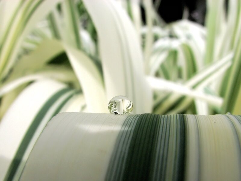 Water droplet on a leaf
