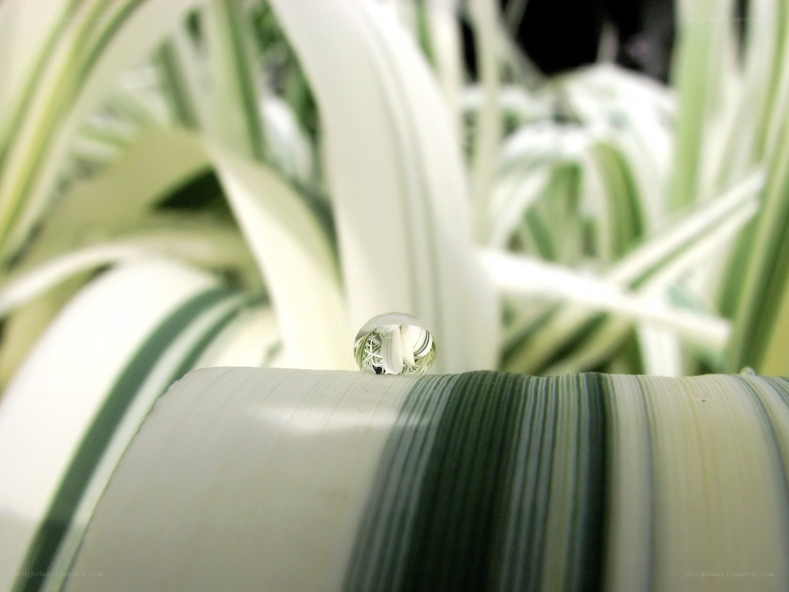 Water droplet on a leaf