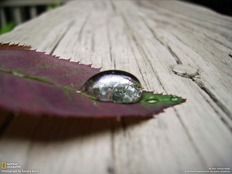 Water droplet on a leaf