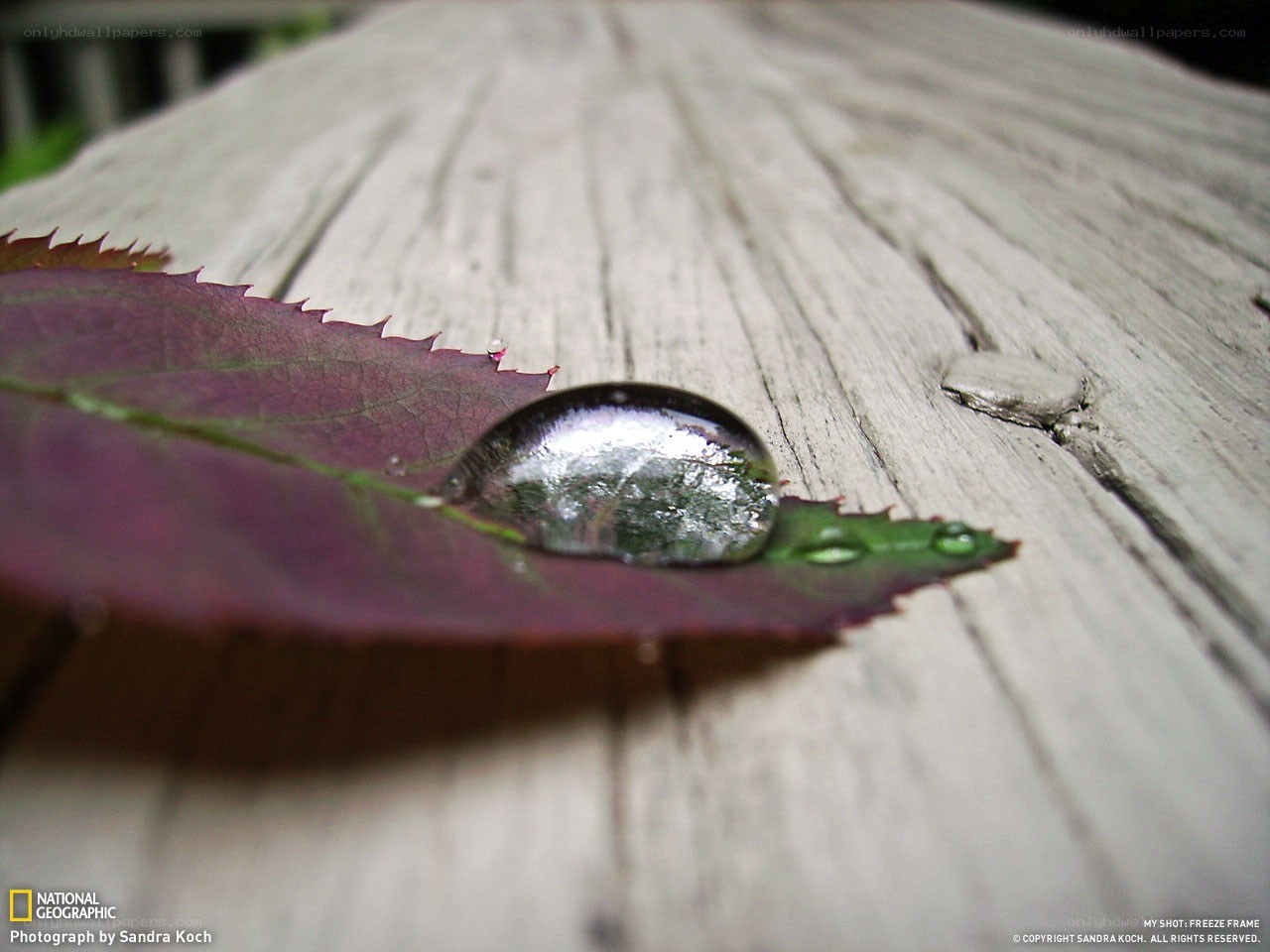 Water droplet on a leaf