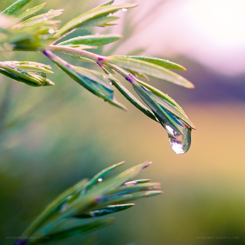 Water droplet on a leaf