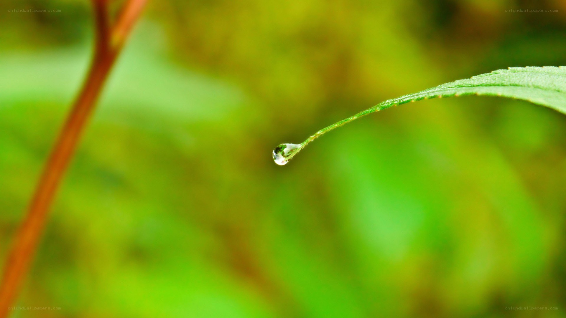 Water droplet on a leaf