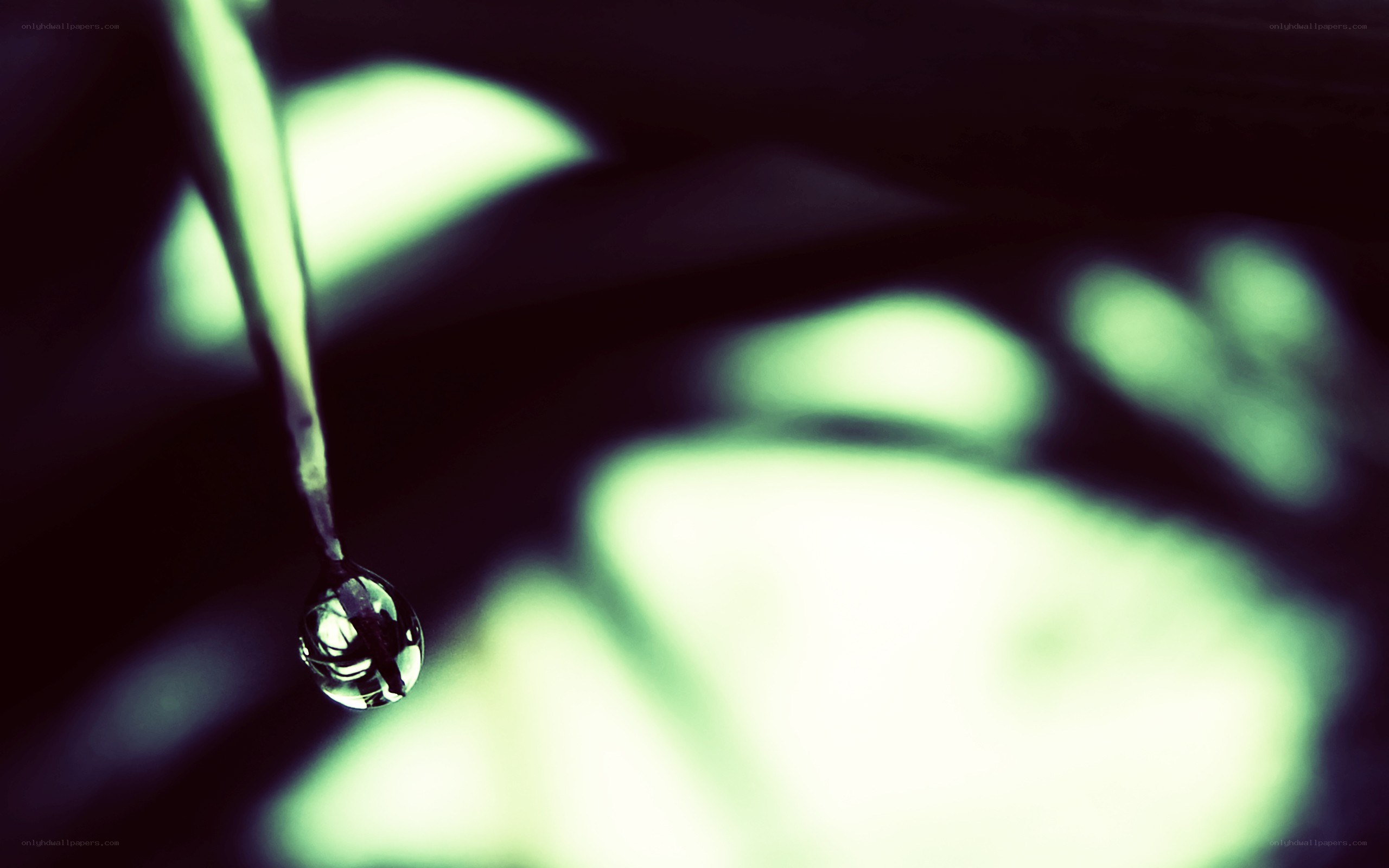 Water droplet on a leaf