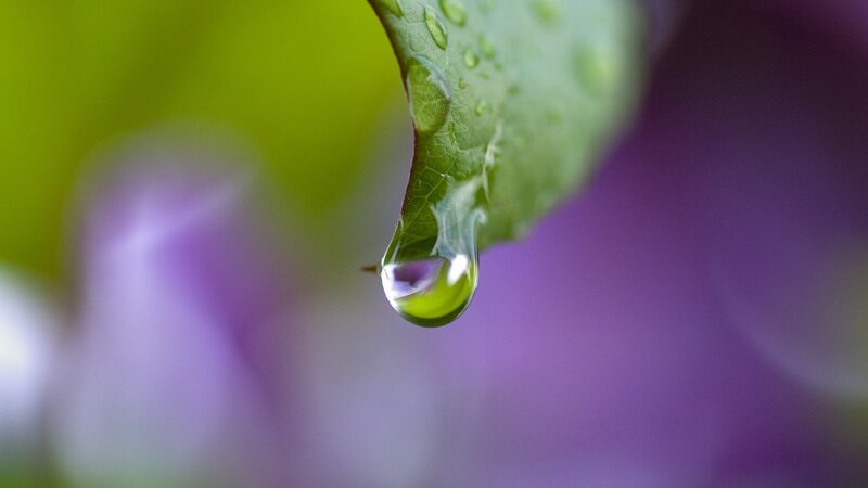 Water droplet on a leaf