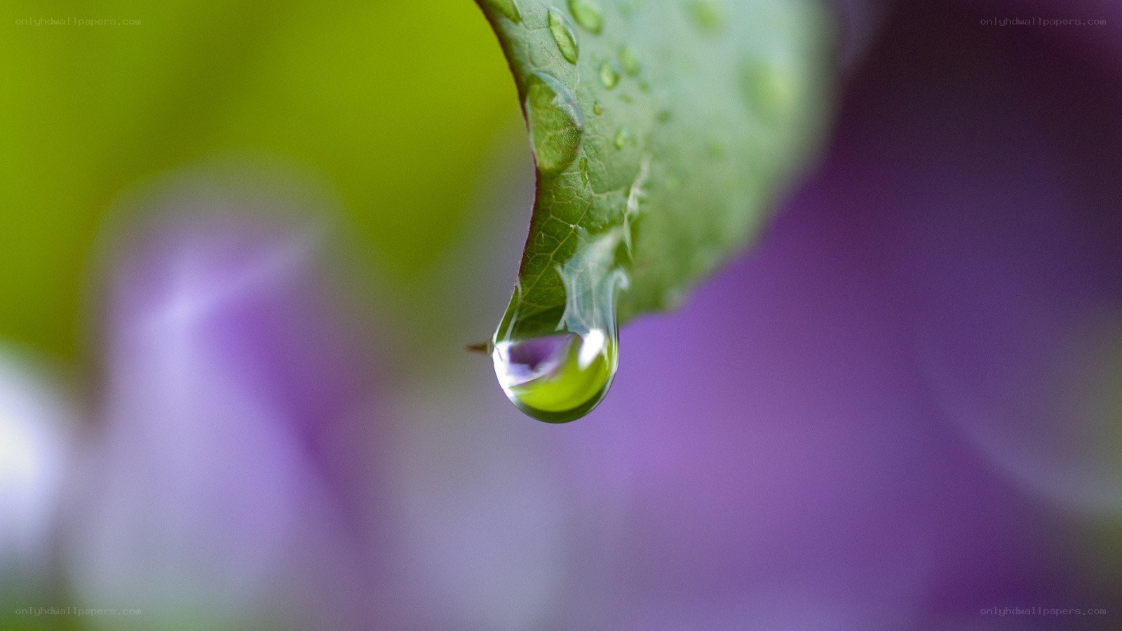 Water droplet on a leaf