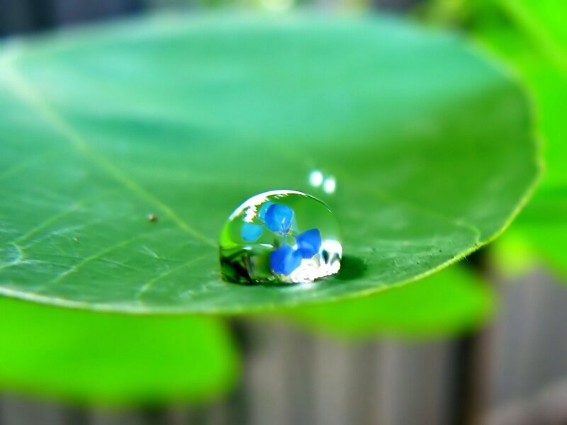 Water droplet on a leaf