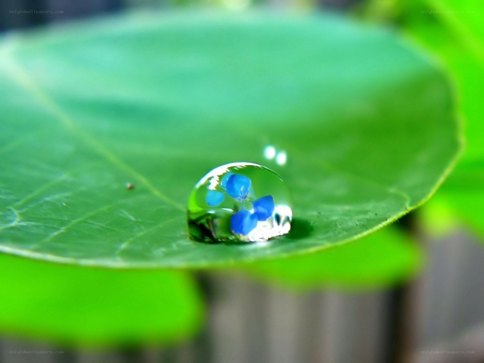 Water droplet on a leaf