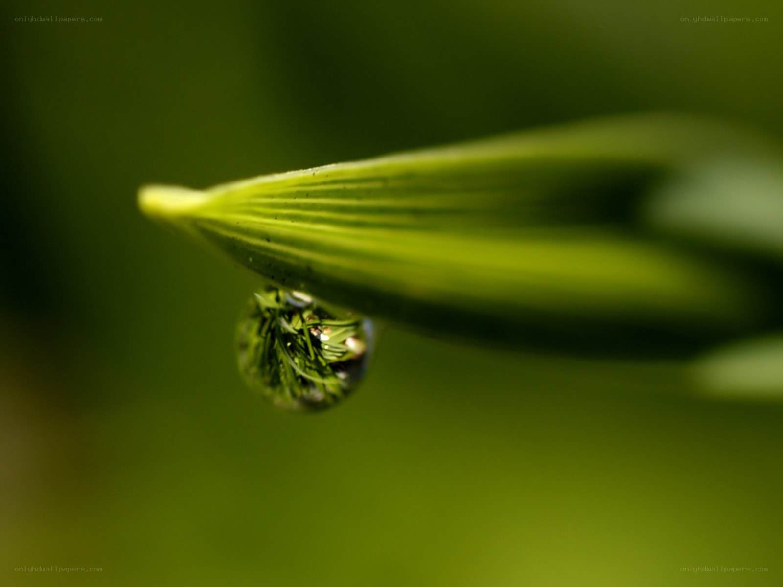 Water droplet on a leaf