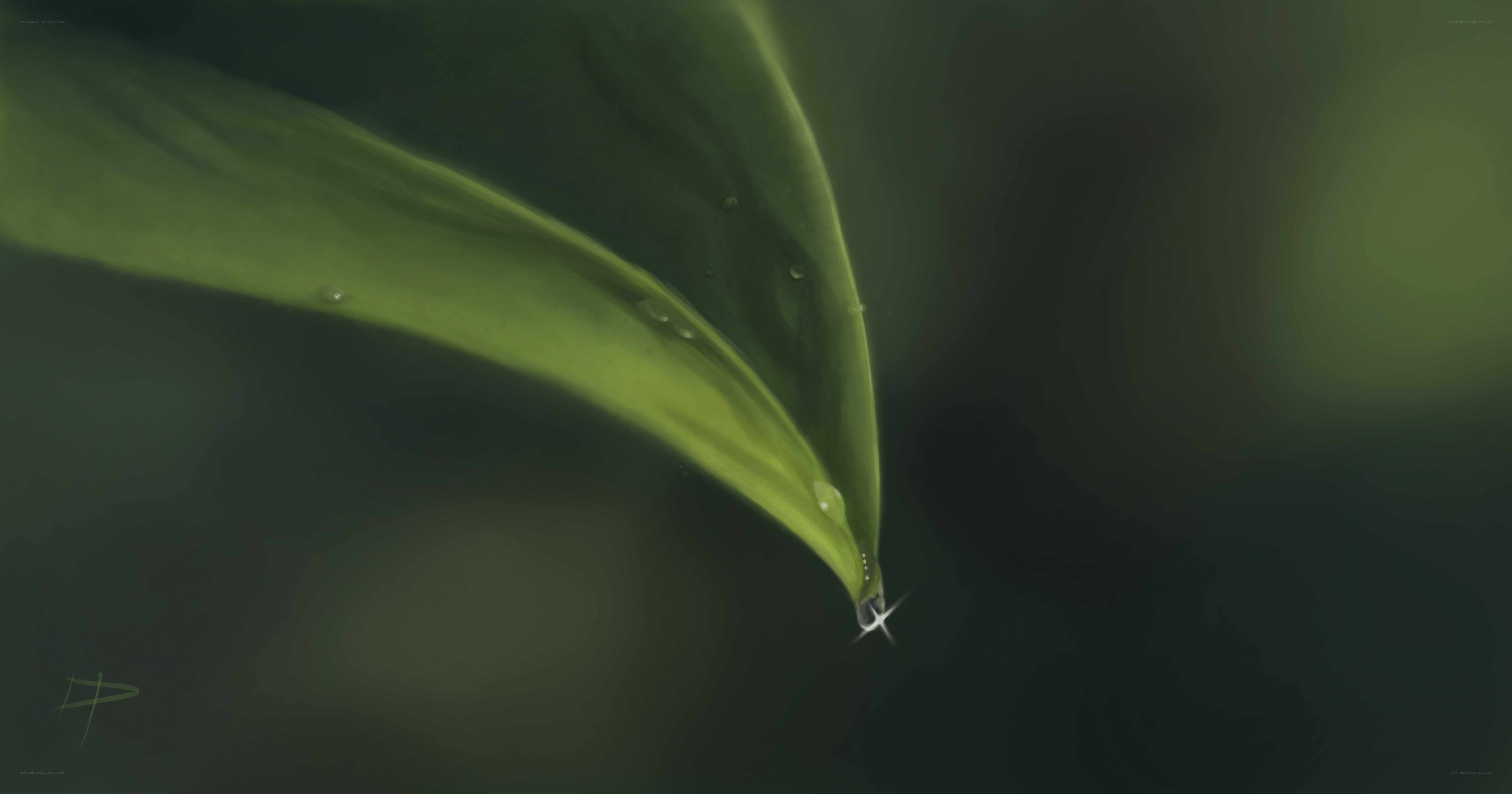 Water droplet on a leaf