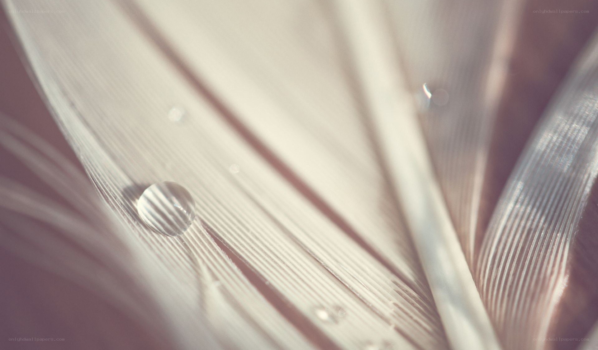 Water droplet on a leaf