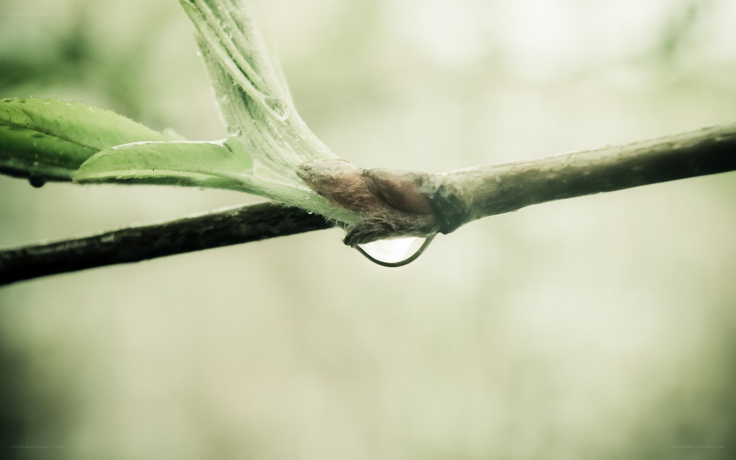 Water droplet on a leaf