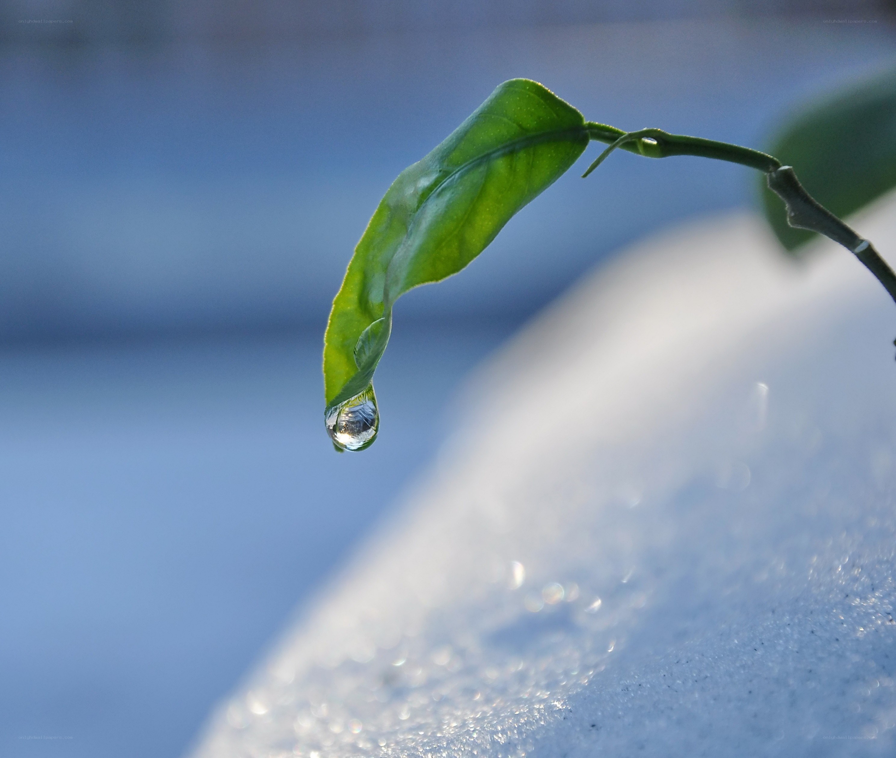 Water droplet on a leaf