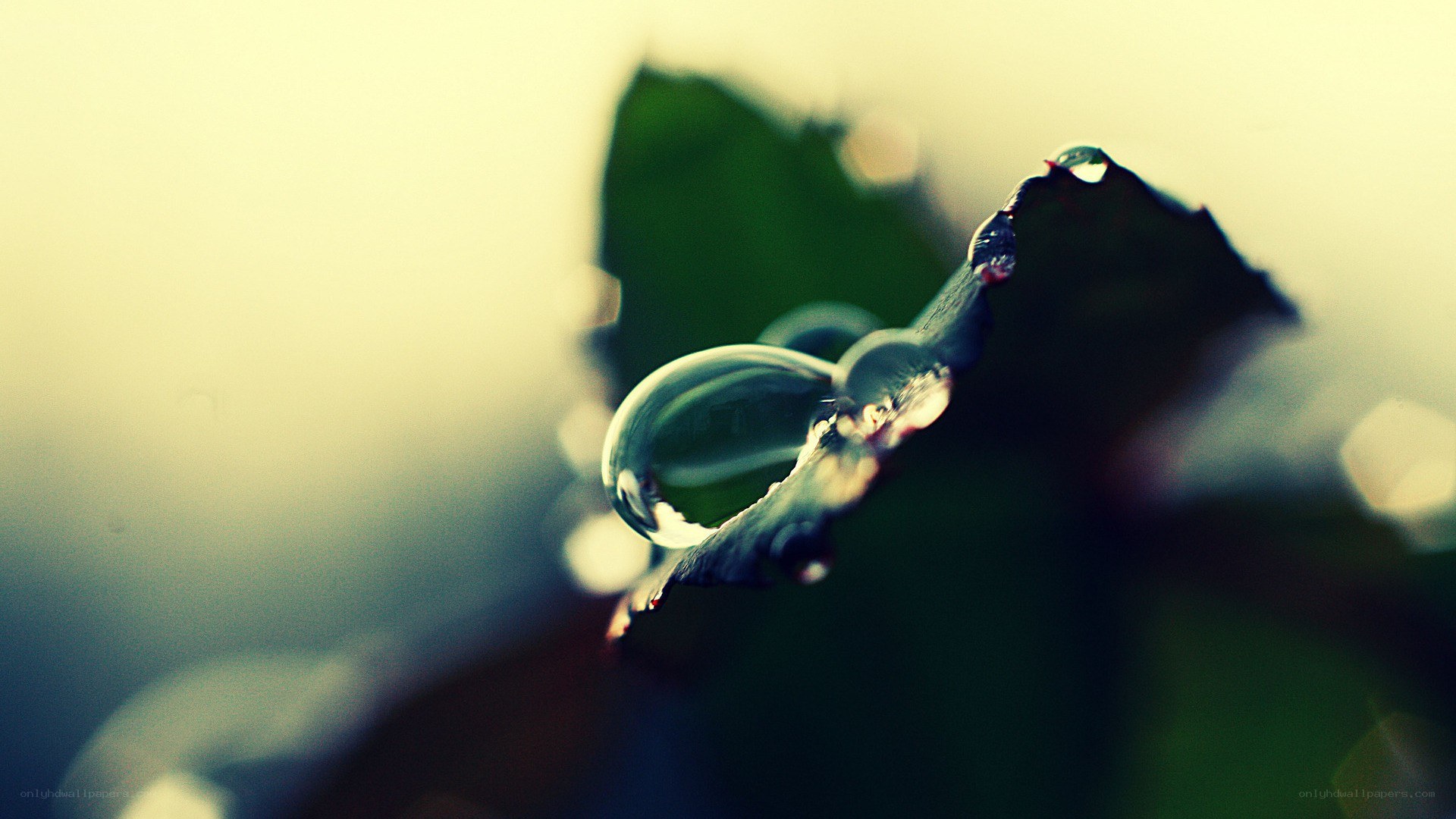 Water droplet on a leaf