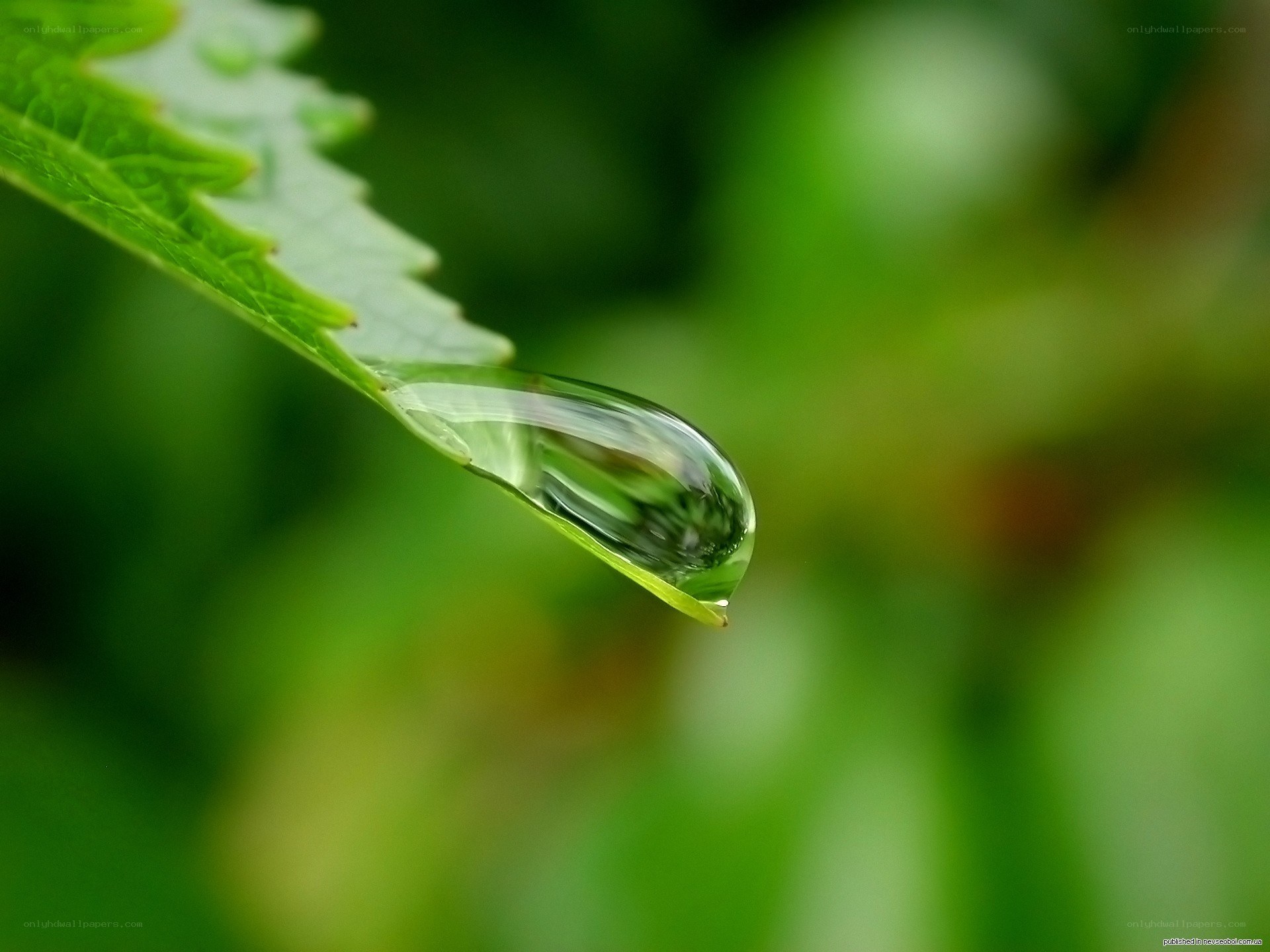 Water droplet on a leaf