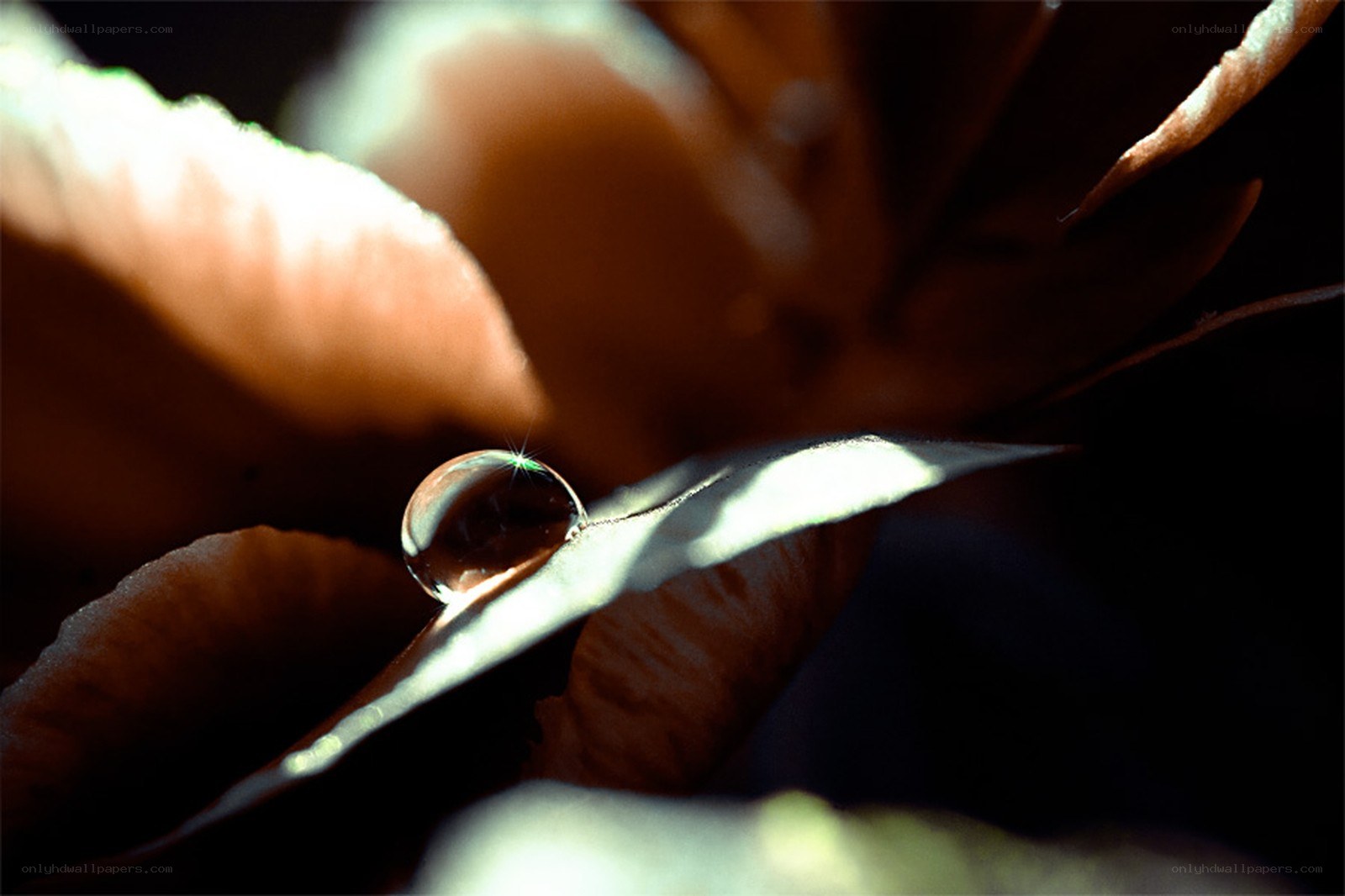 Water droplet on a leaf