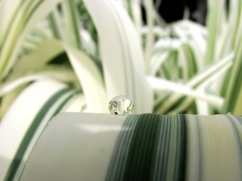 Water droplet on a leaf