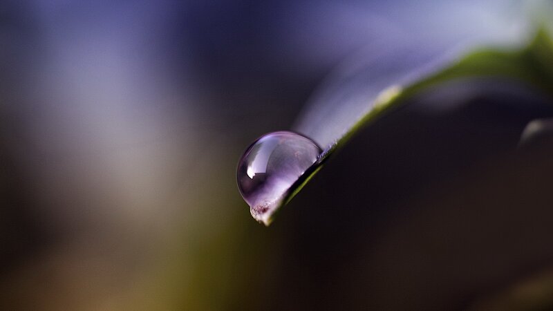 Water droplet on a leaf