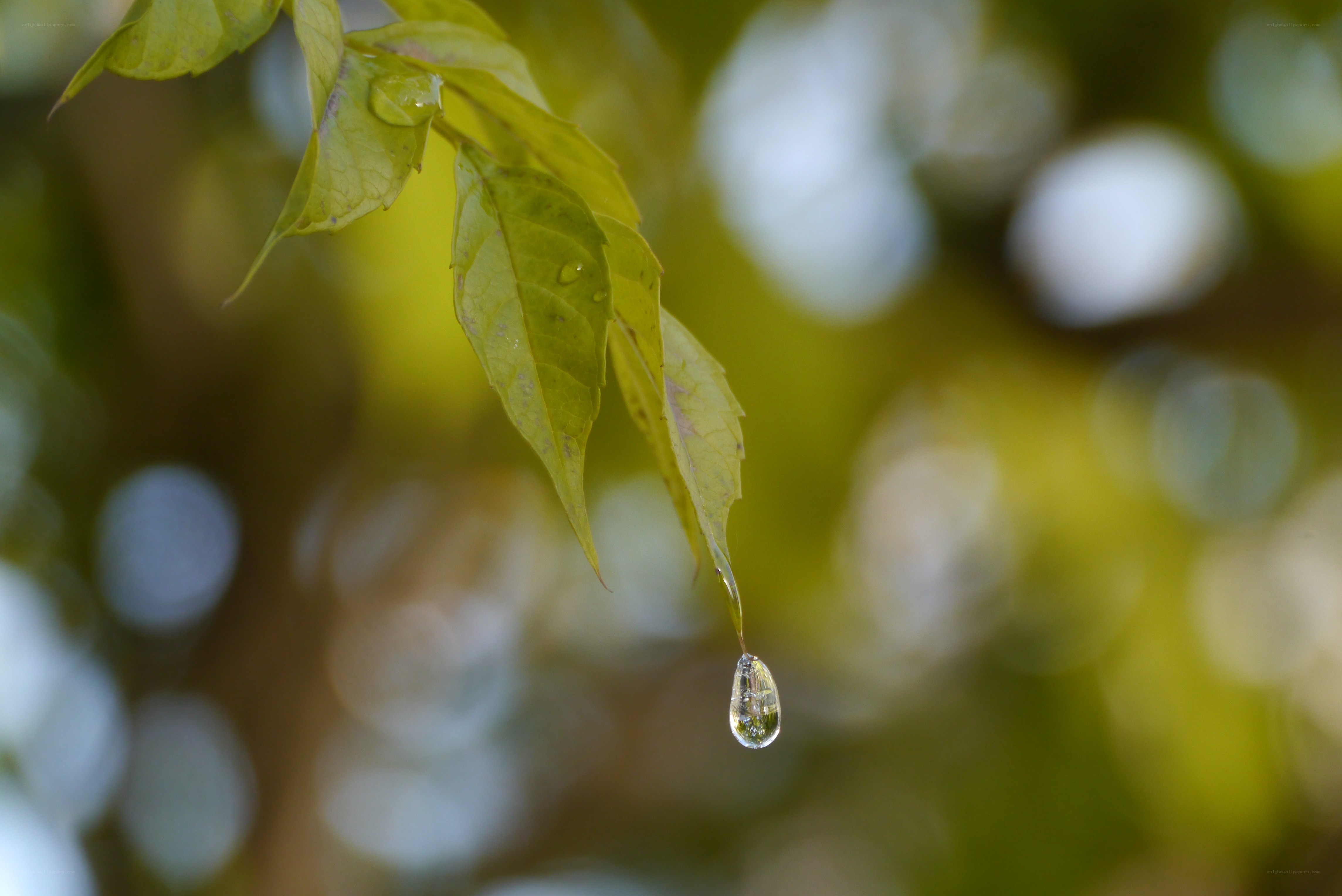 Water droplet on a leaf