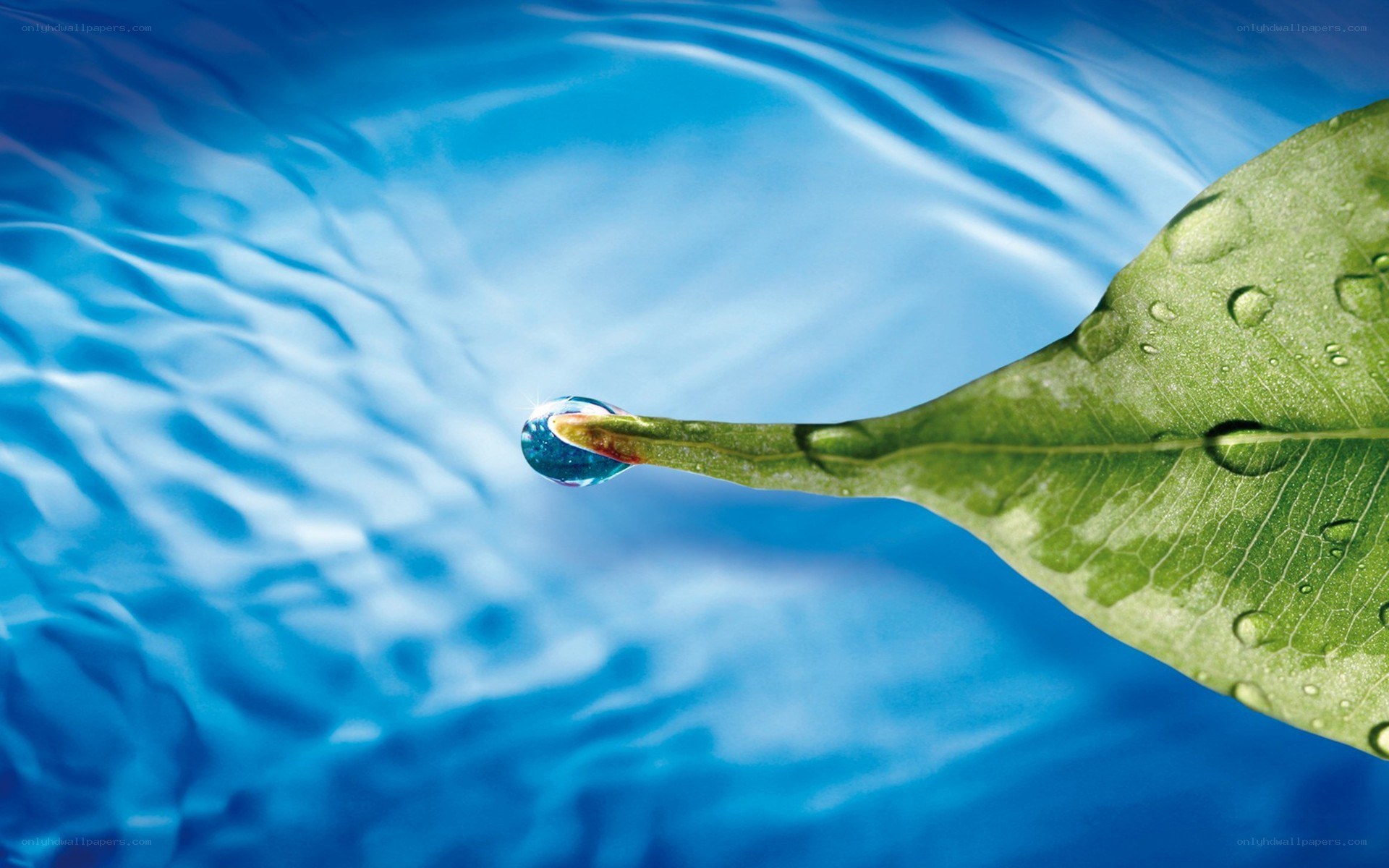 Water droplet on a leaf