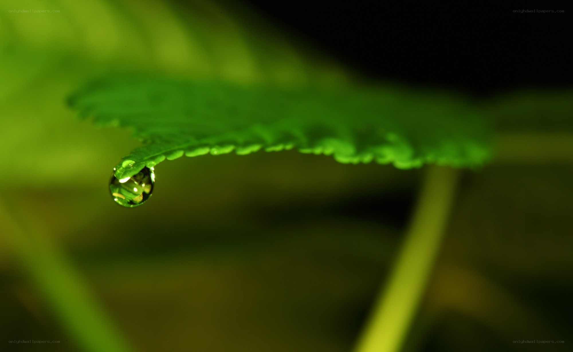 Water droplet on a leaf