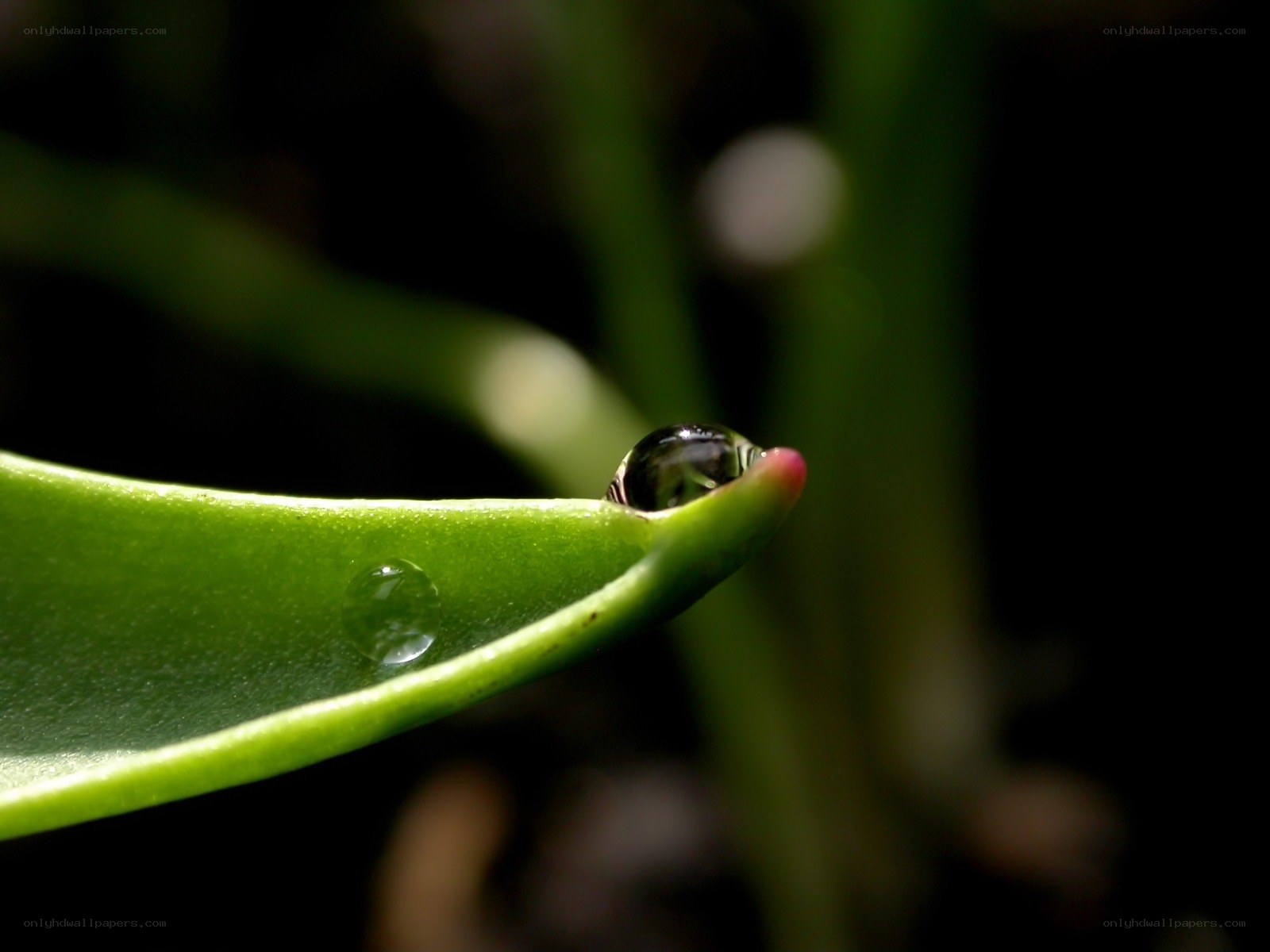 Water droplet on a leaf