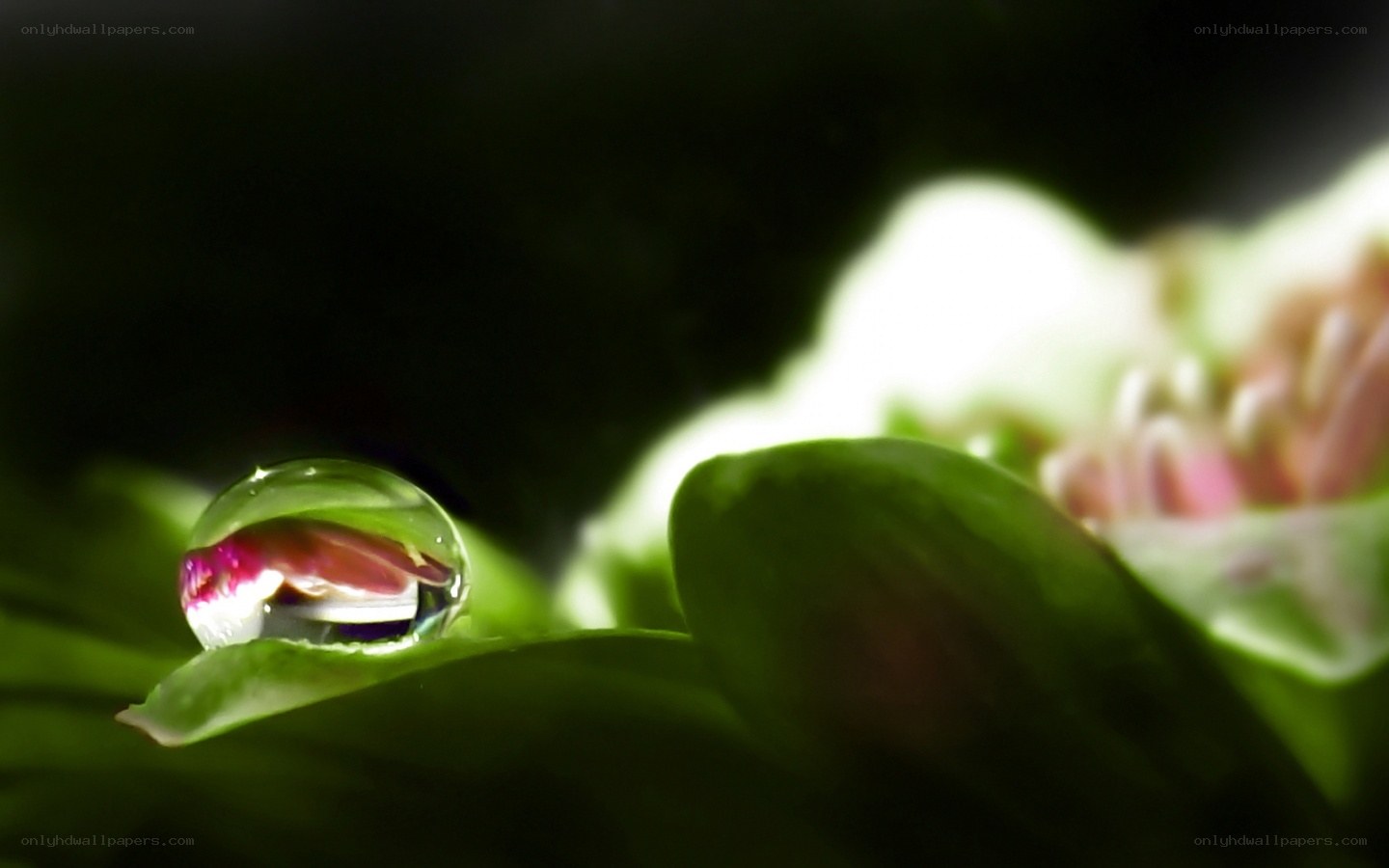 Water droplet on a leaf