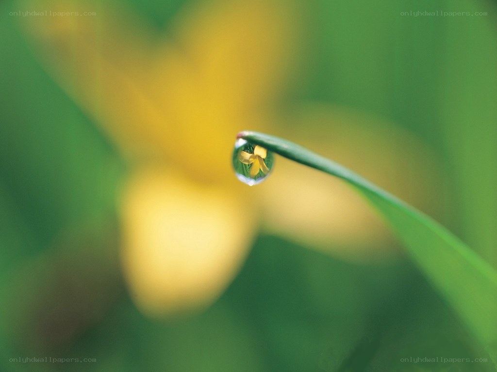 Water droplet on a leaf