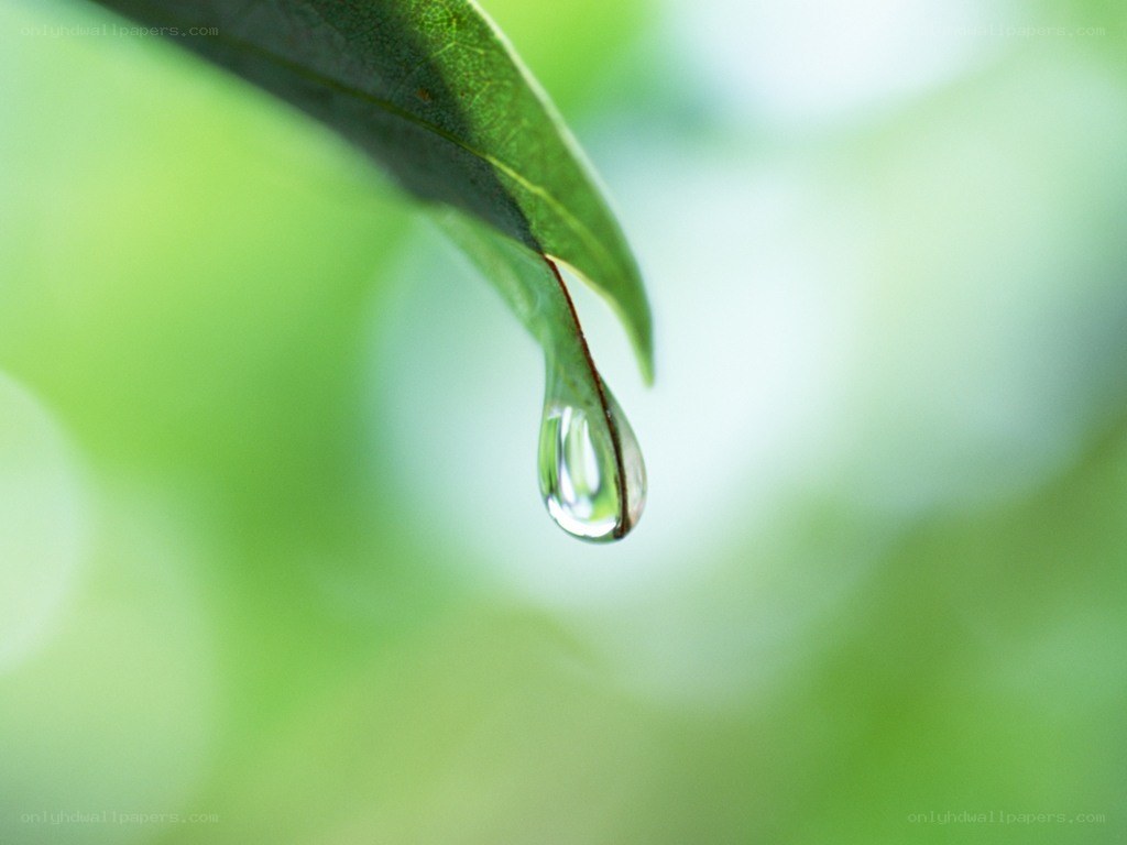 Water droplet on a leaf