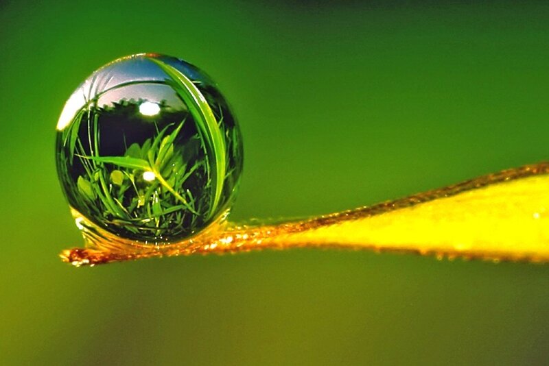 Water droplet on a leaf