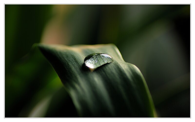 Water droplet on a leaf