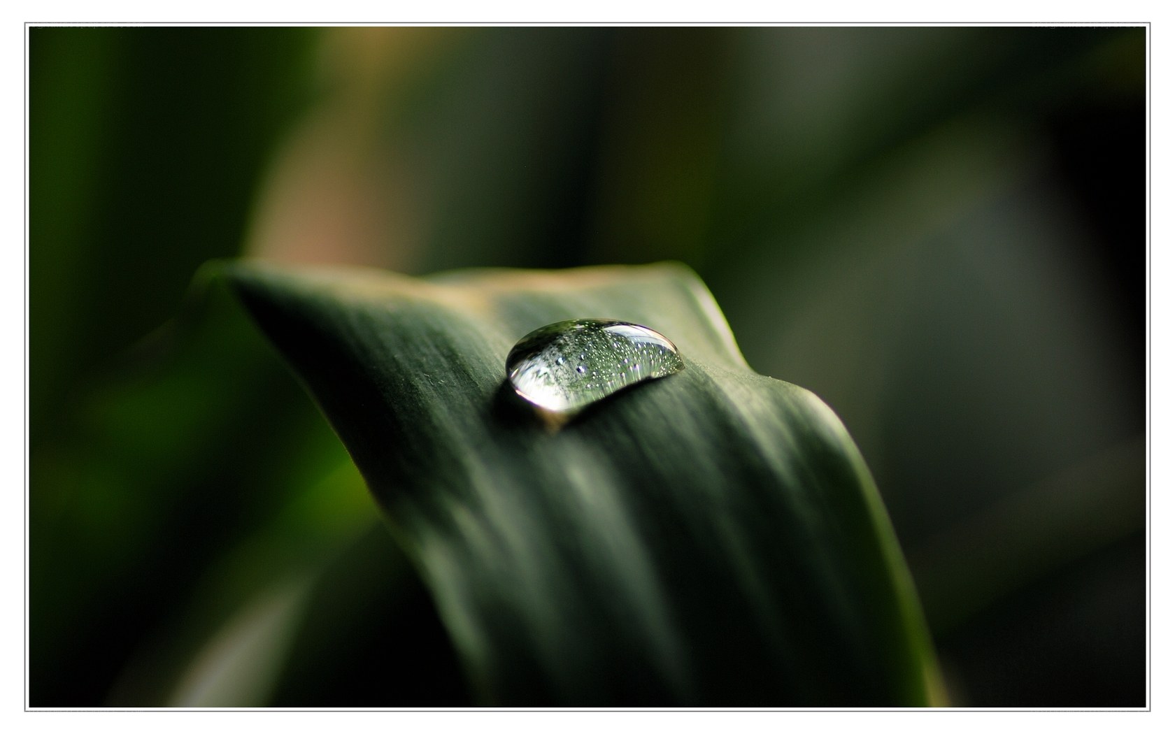 Water droplet on a leaf