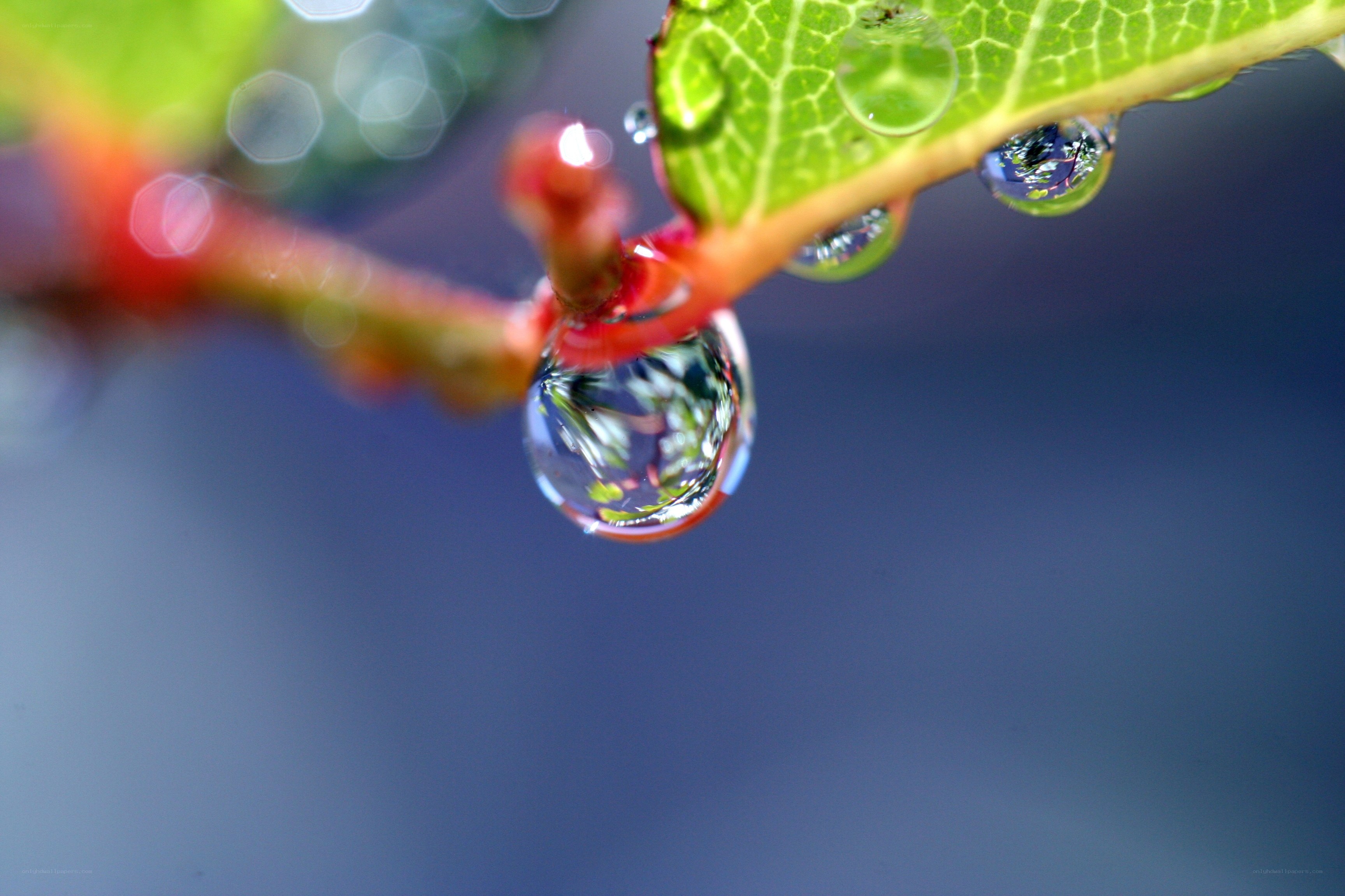 Water droplet on a leaf