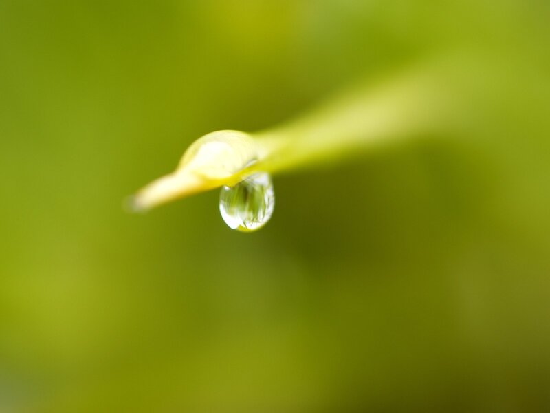 Water droplet on a leaf tip